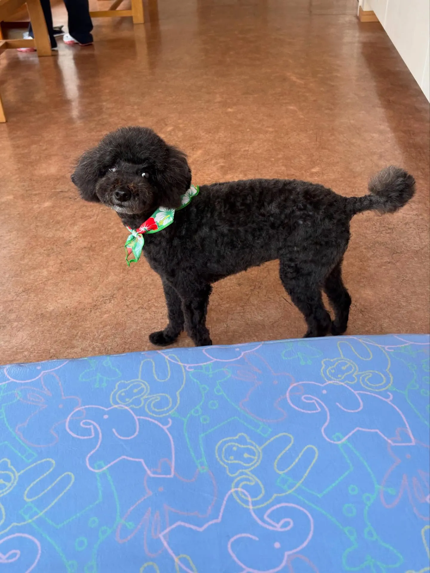 犬のトリミング✂️