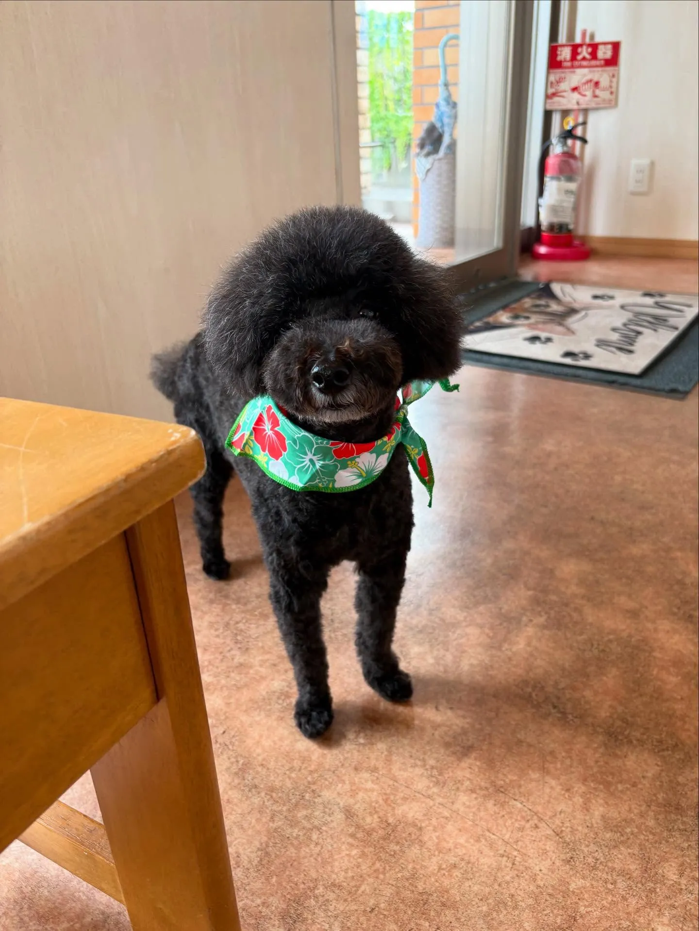 犬のトリミング✂️