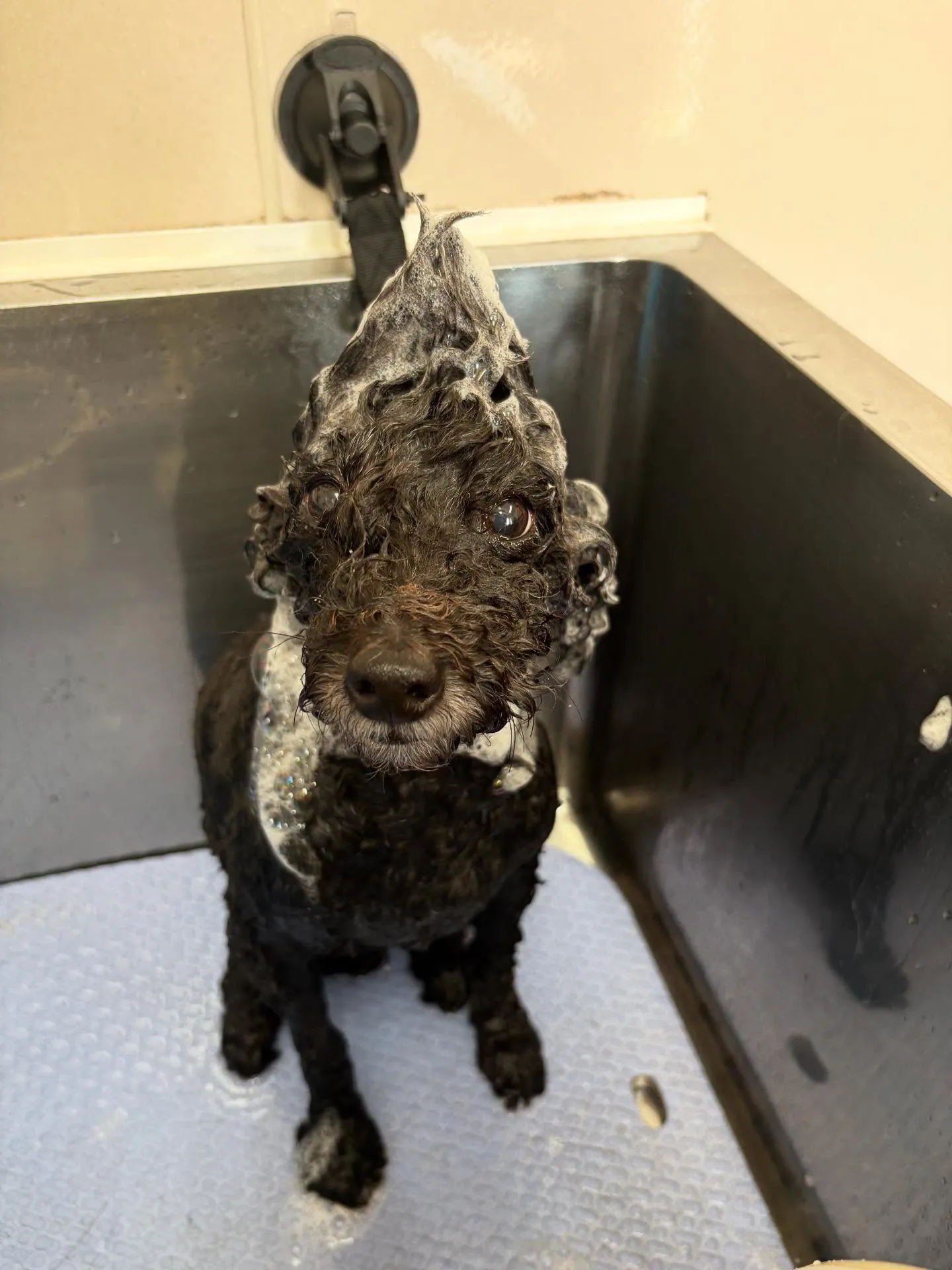 犬のトリミング✂️