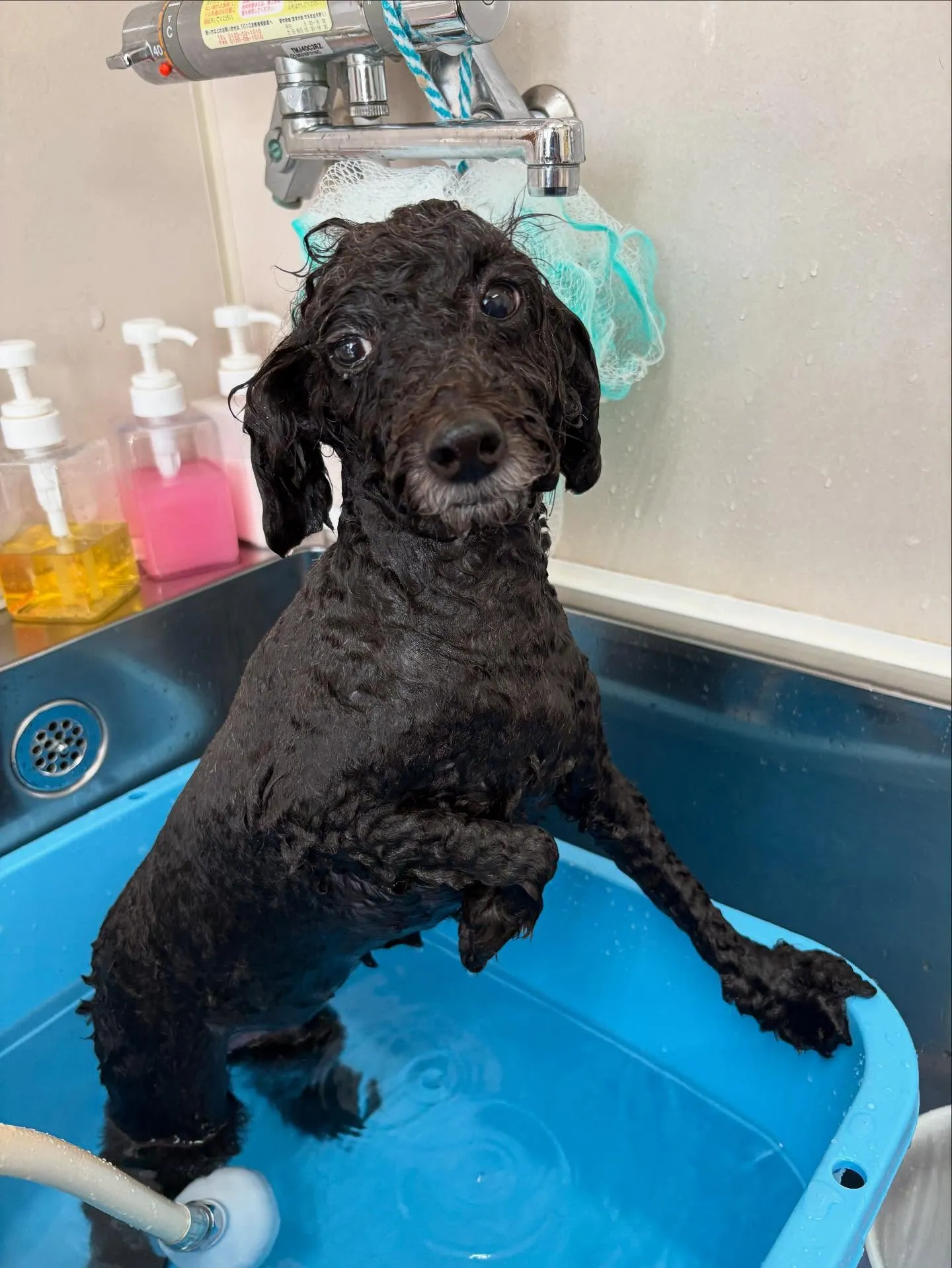 犬のトリミング✂️