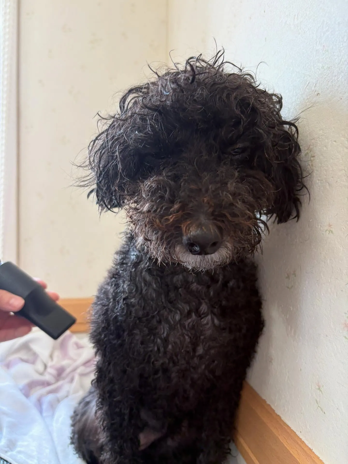 犬のトリミング✂️