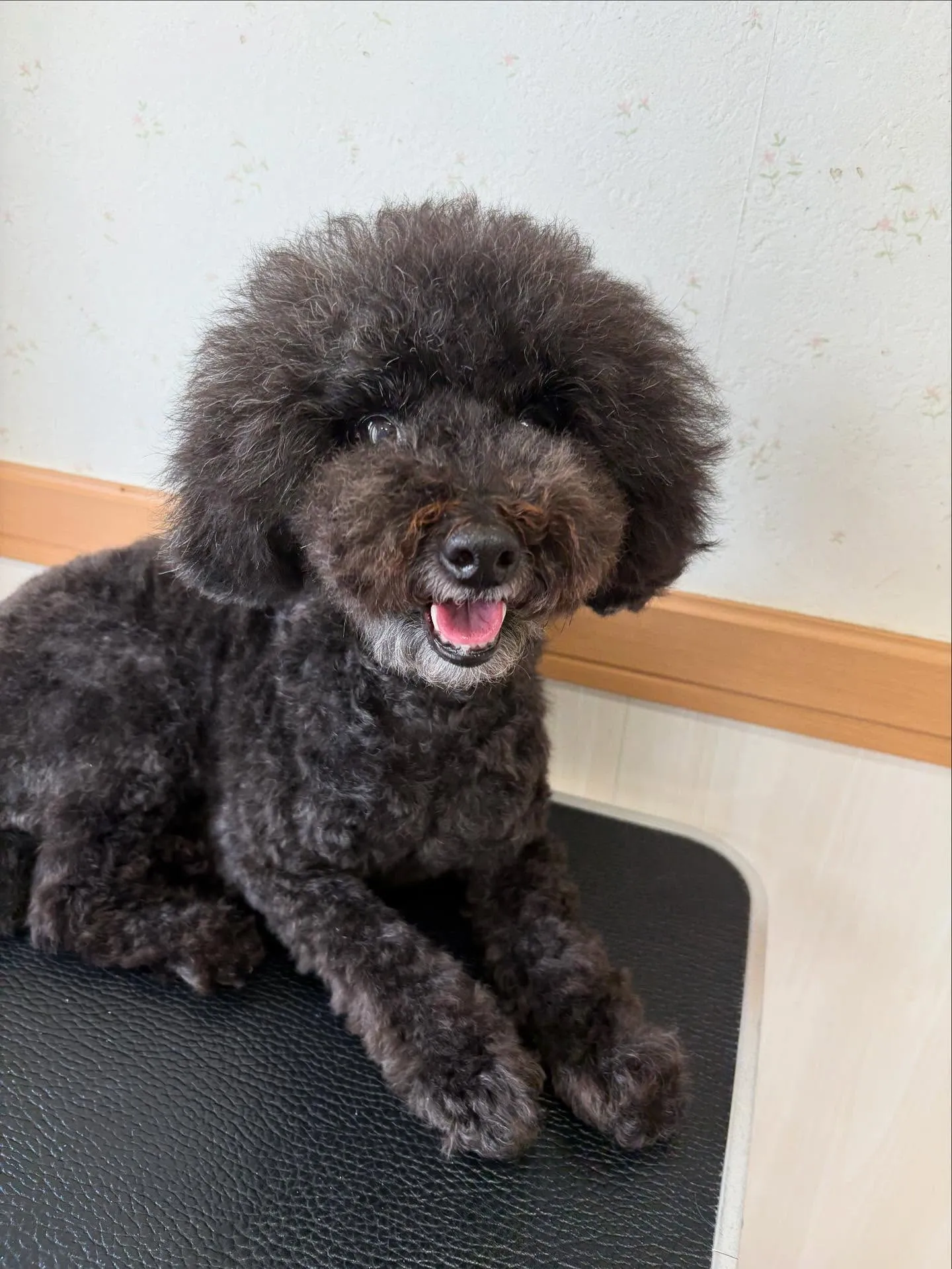 犬のトリミング✂️