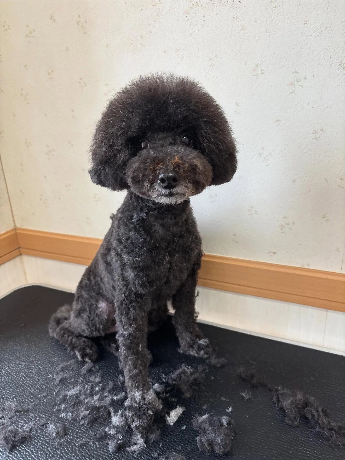 犬のトリミング✂️