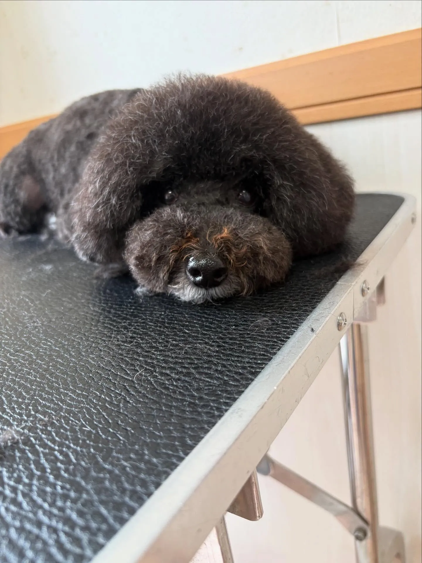 犬のトリミング✂️