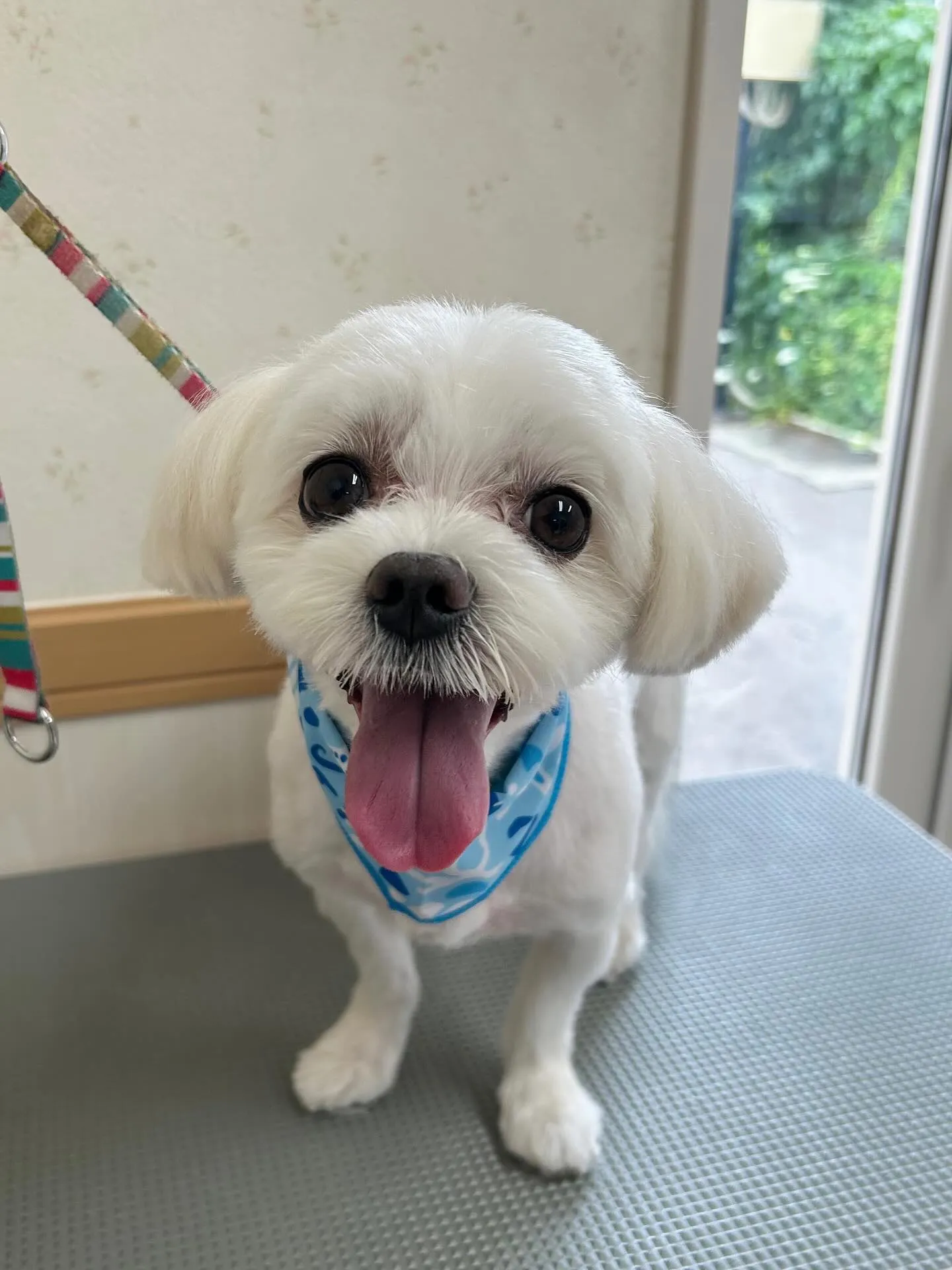 犬のトリミング✂️