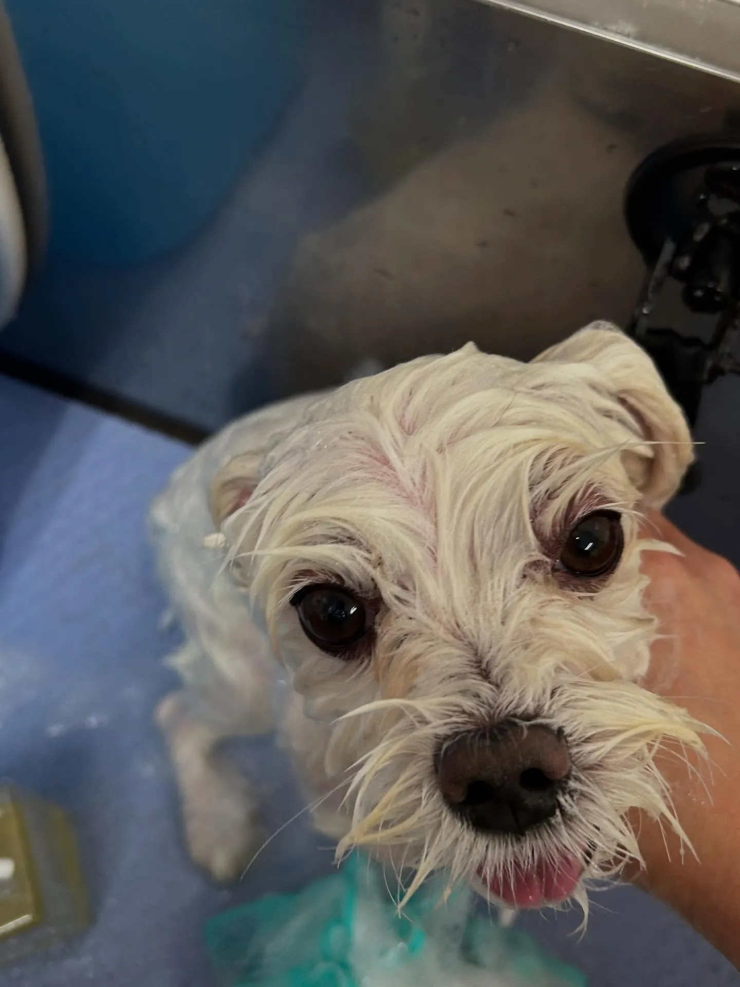 犬のトリミング✂️