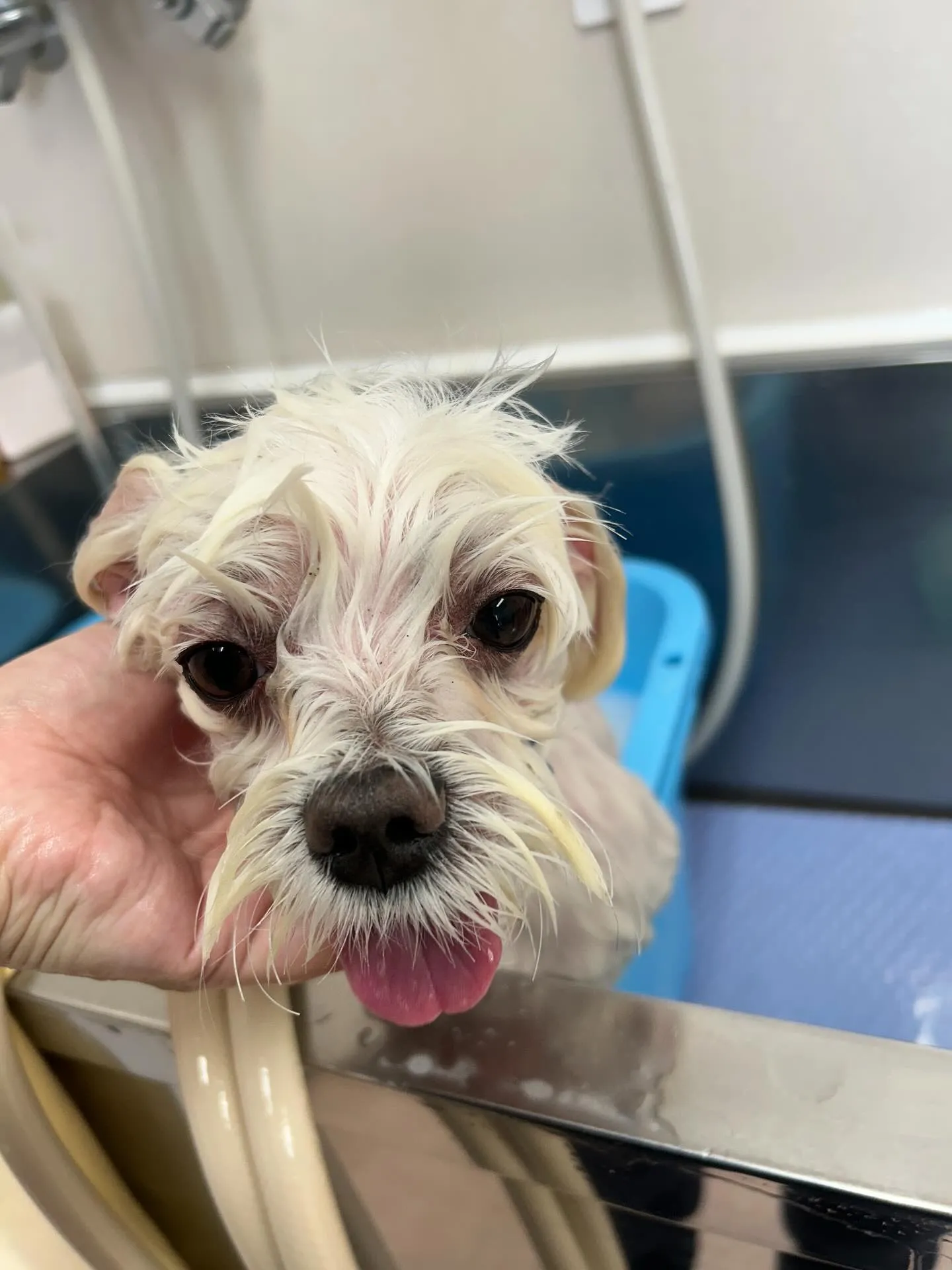 犬のトリミング✂️