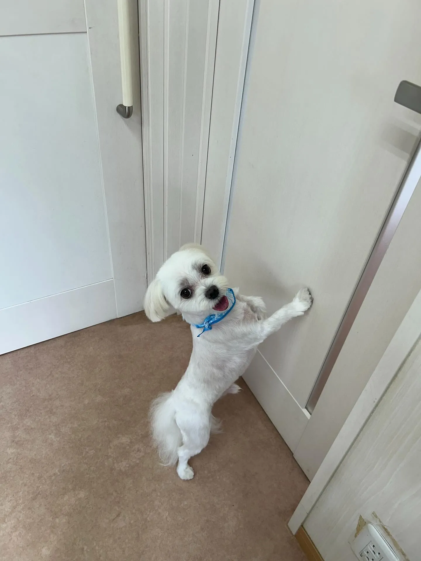犬のトリミング✂️