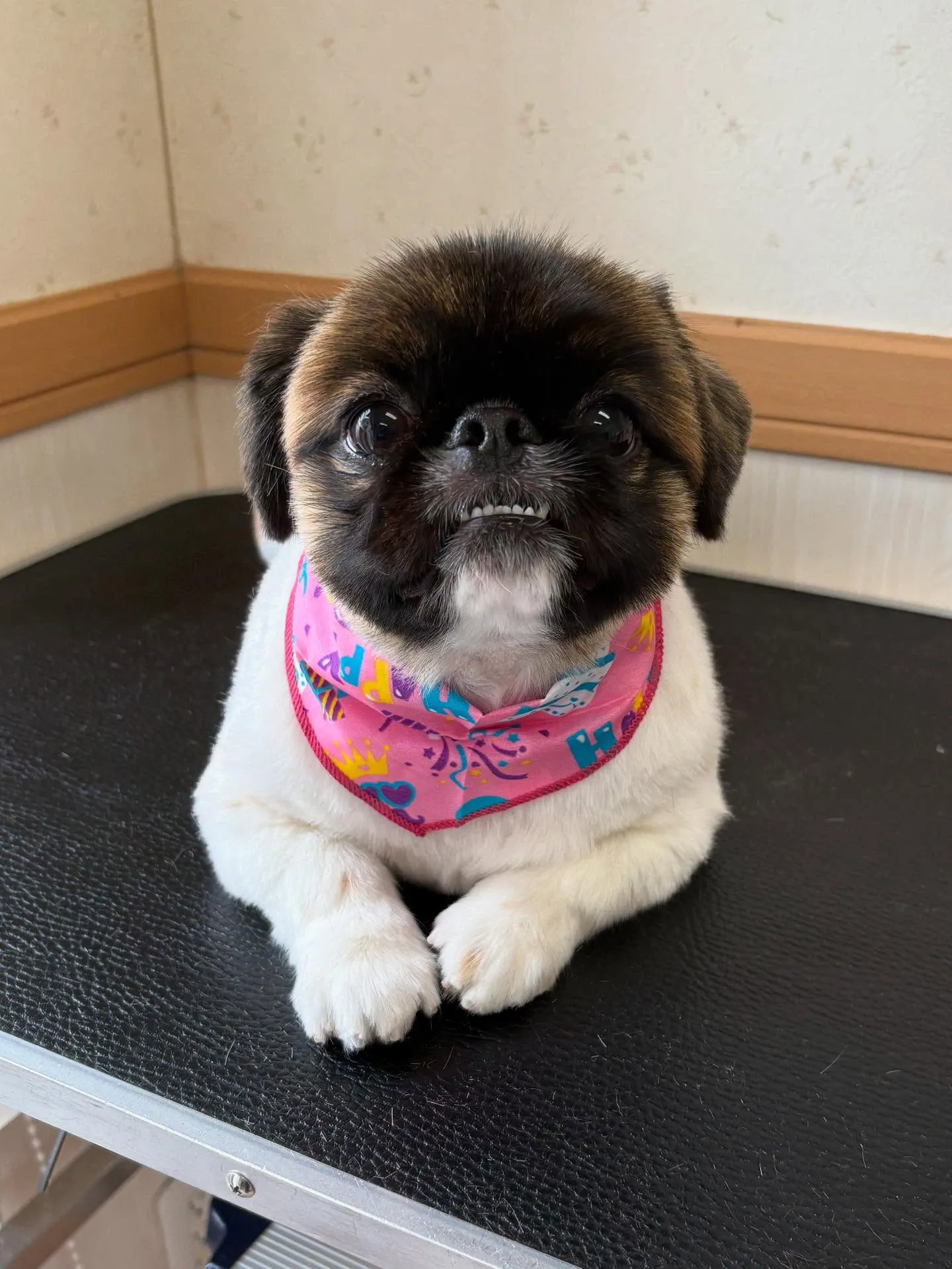 犬のトリミング✂️