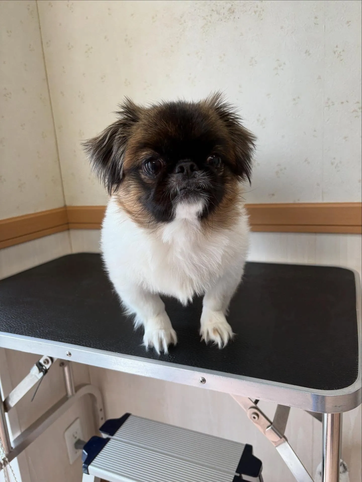犬のトリミング✂️