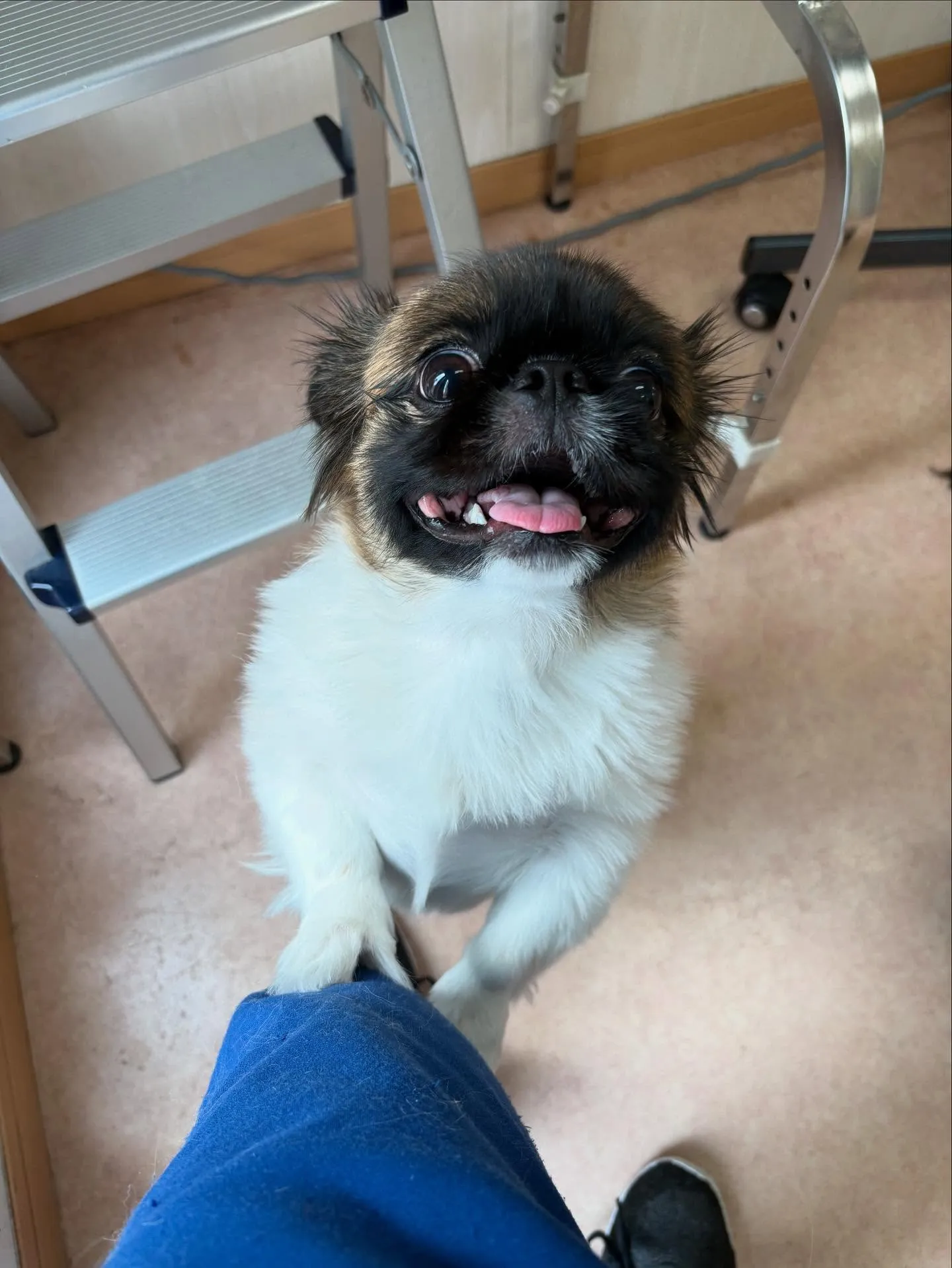 犬のトリミング✂️