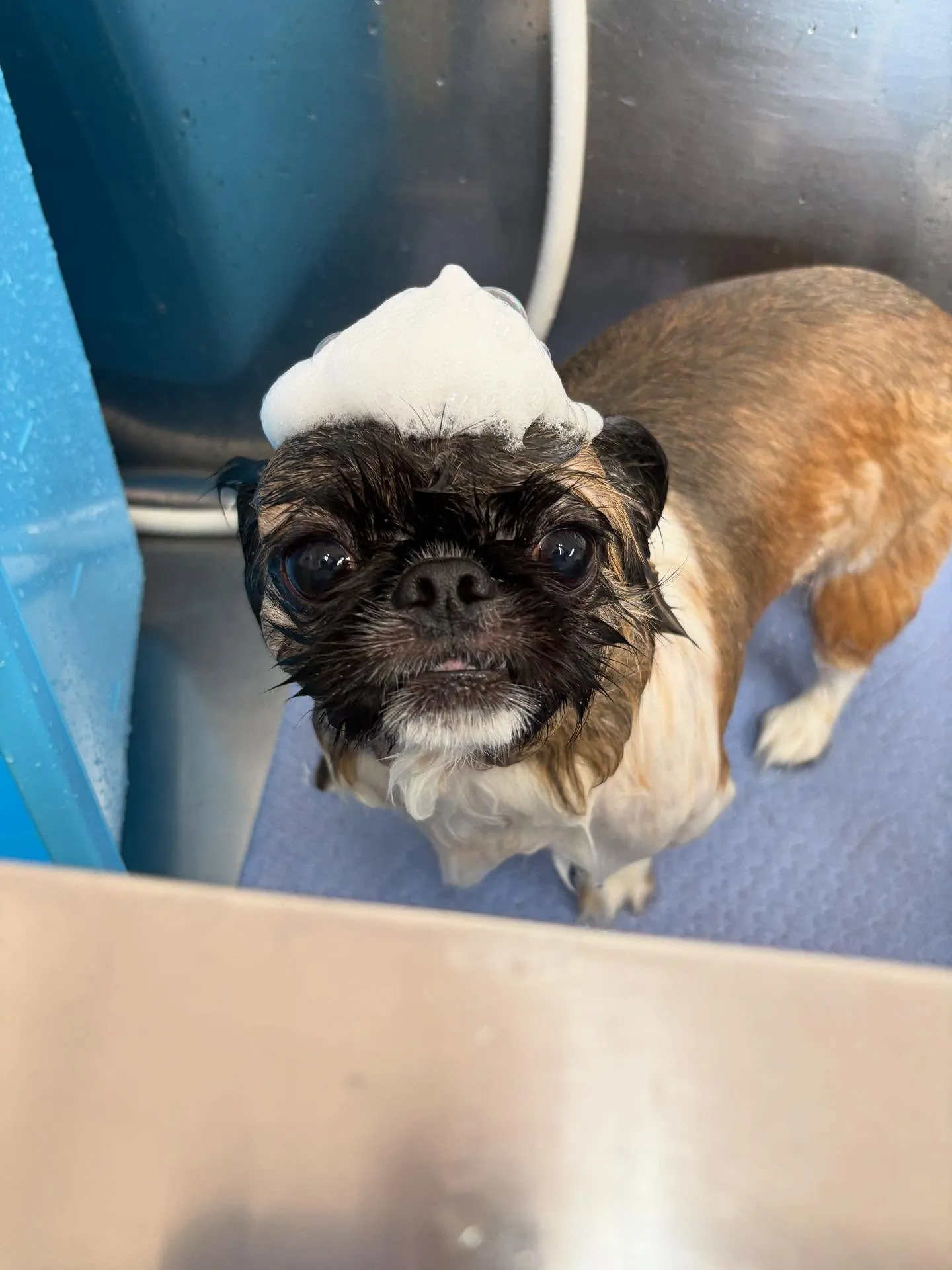 犬のトリミング✂️