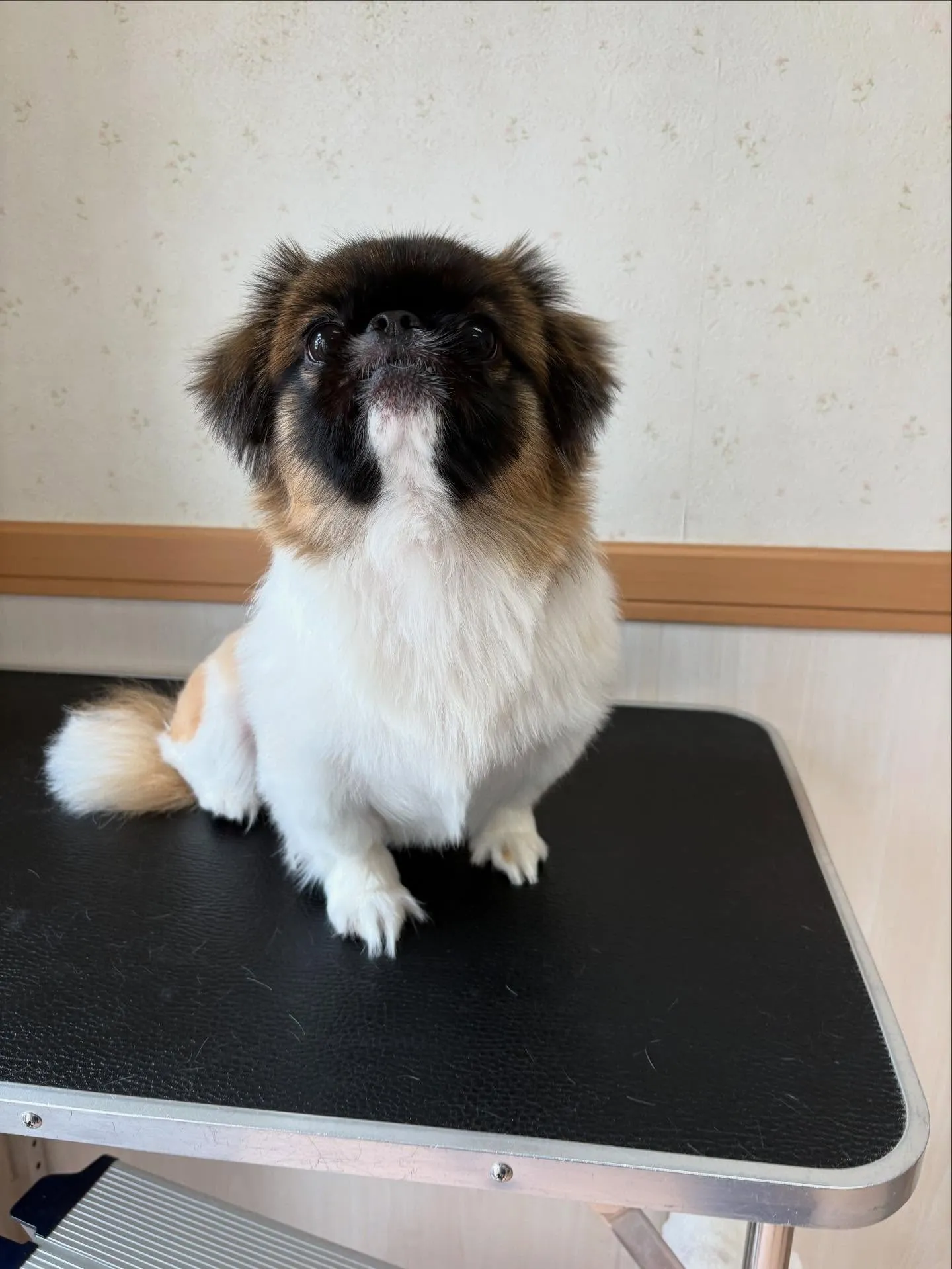 犬のトリミング✂️