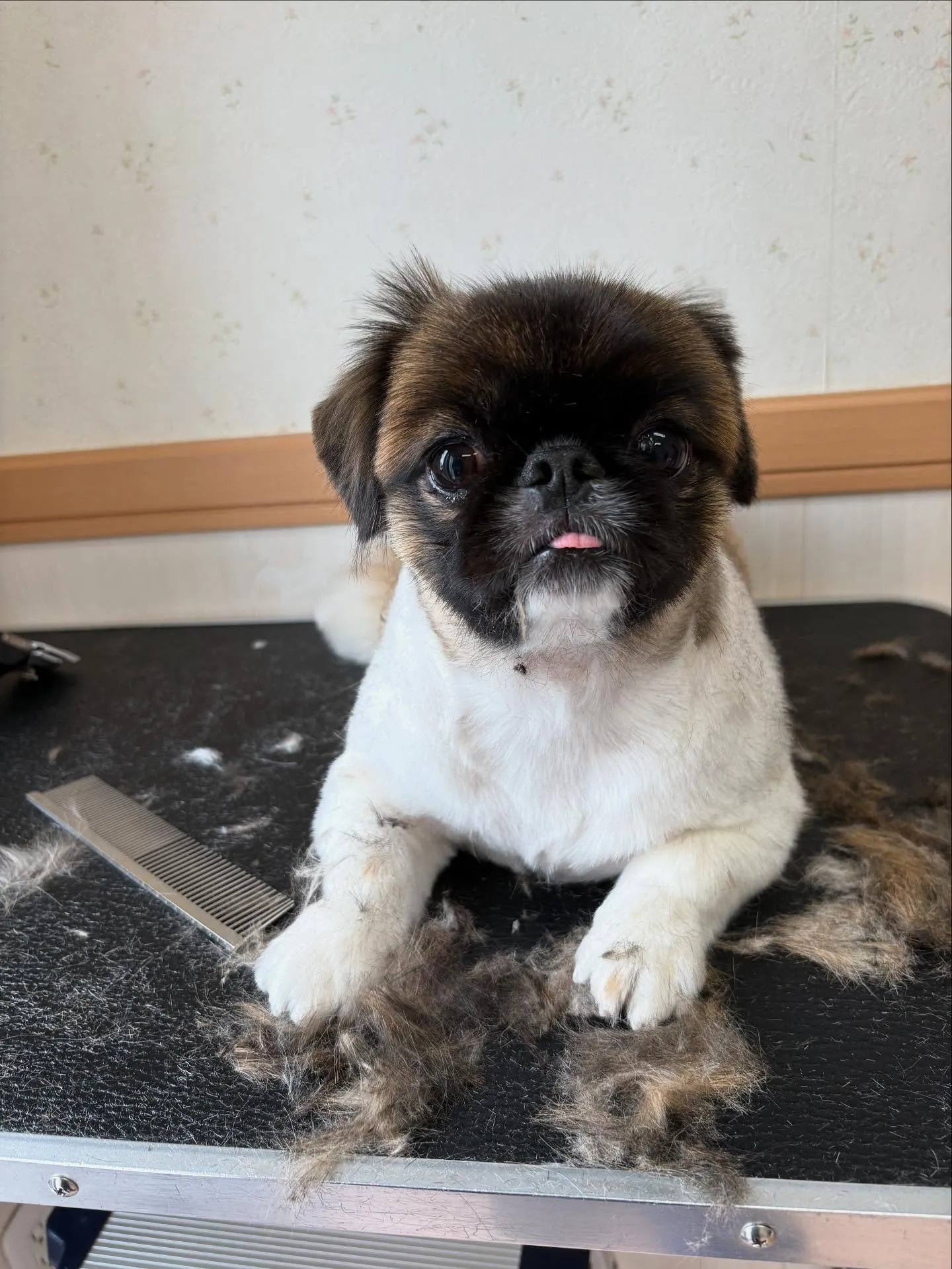 犬のトリミング✂️