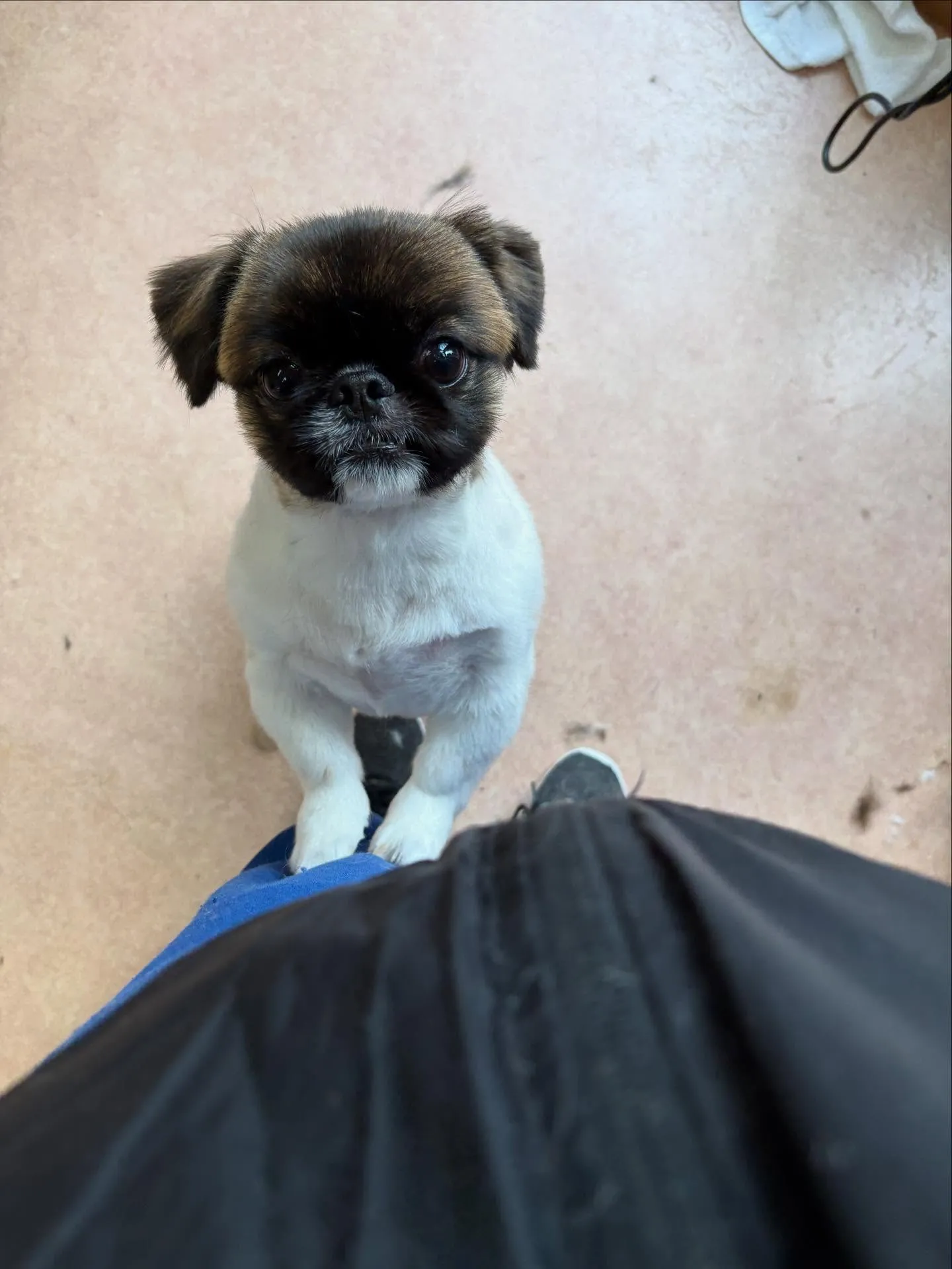 犬のトリミング✂️