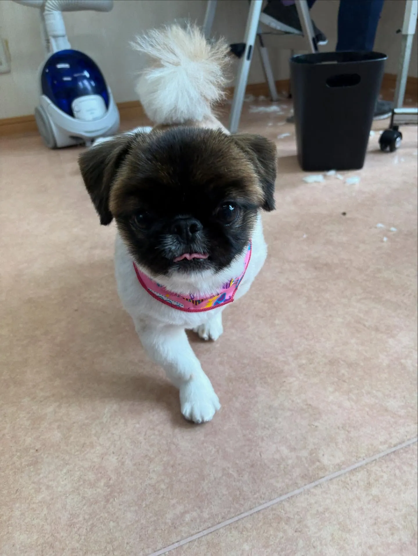 犬のトリミング✂️