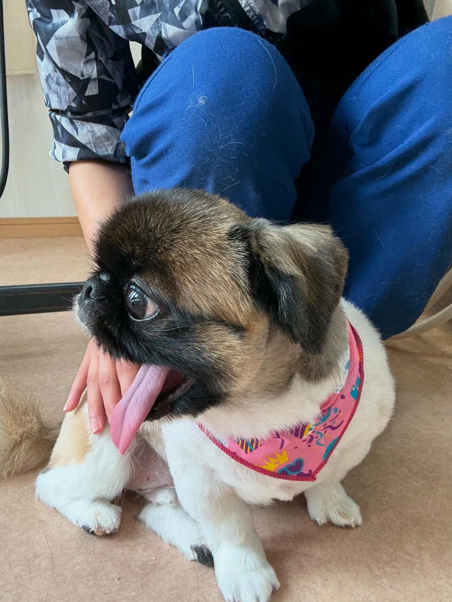 犬のトリミング✂️