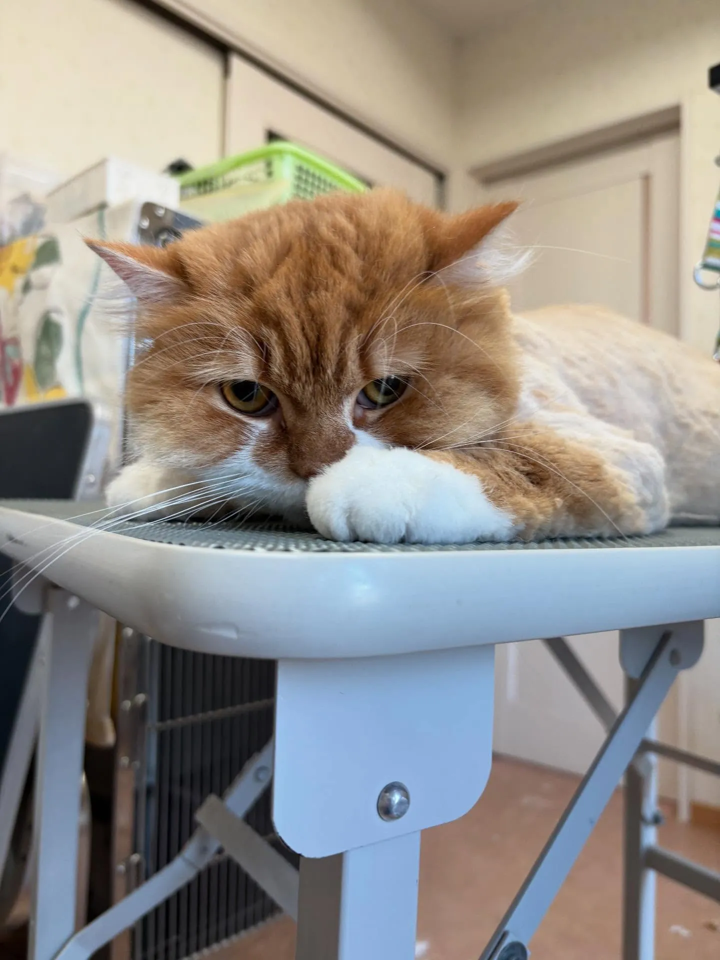 猫のトリミング✂️