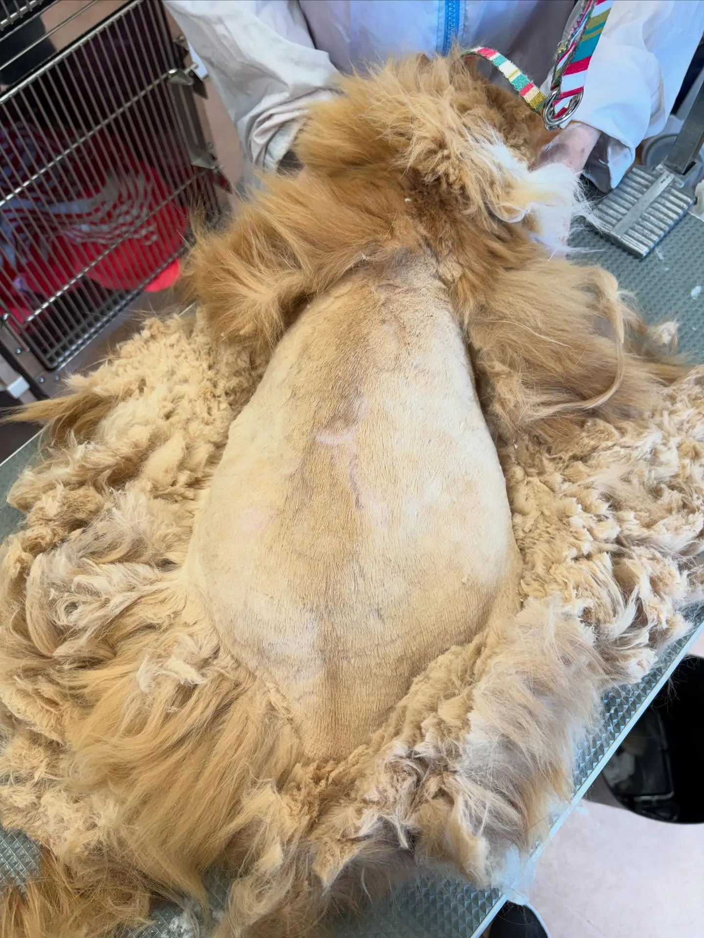 猫のトリミング✂️