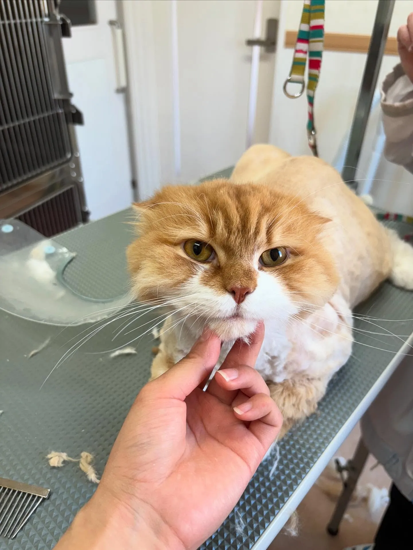 猫のトリミング✂️
