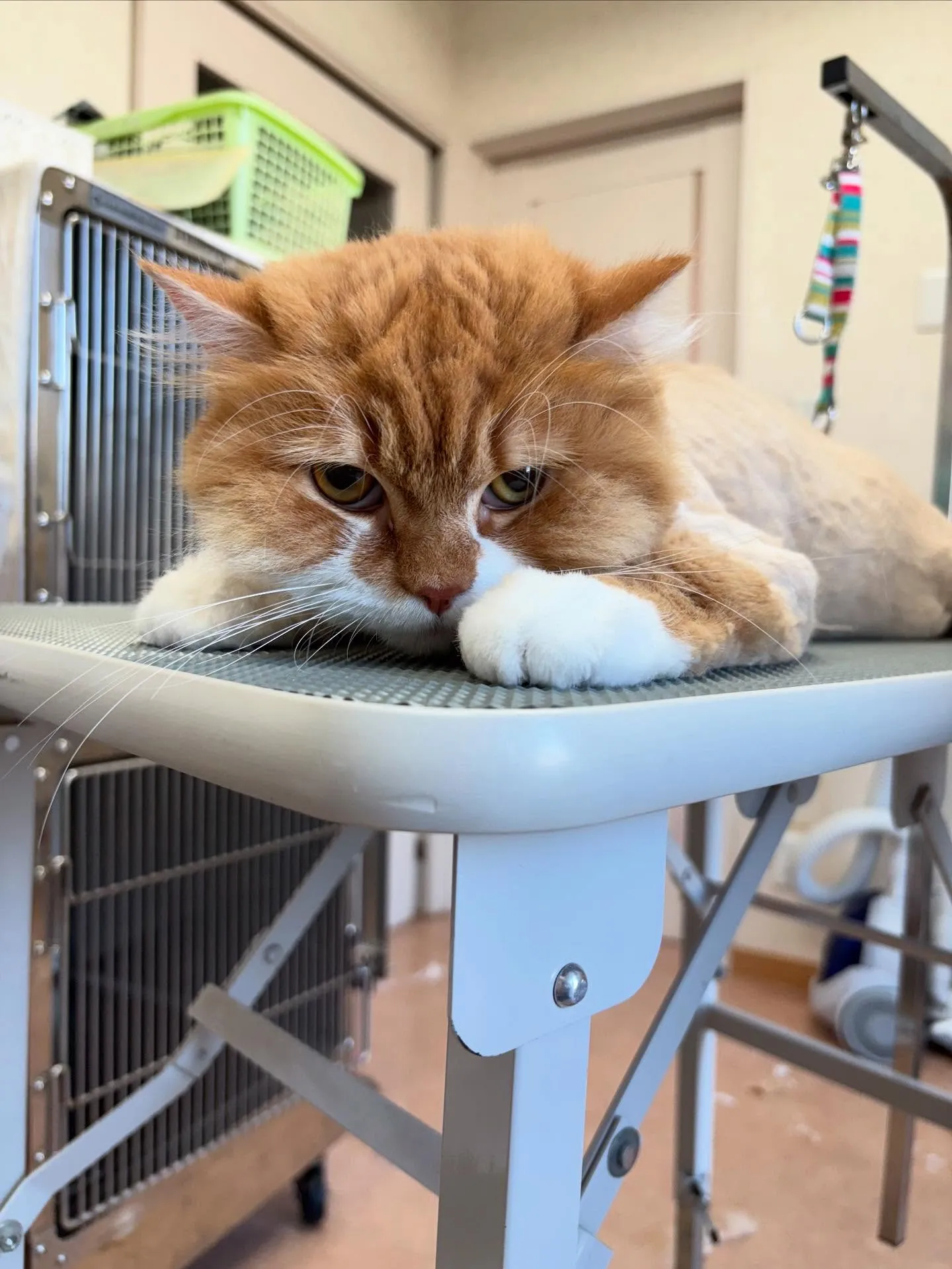 猫のトリミング✂️
