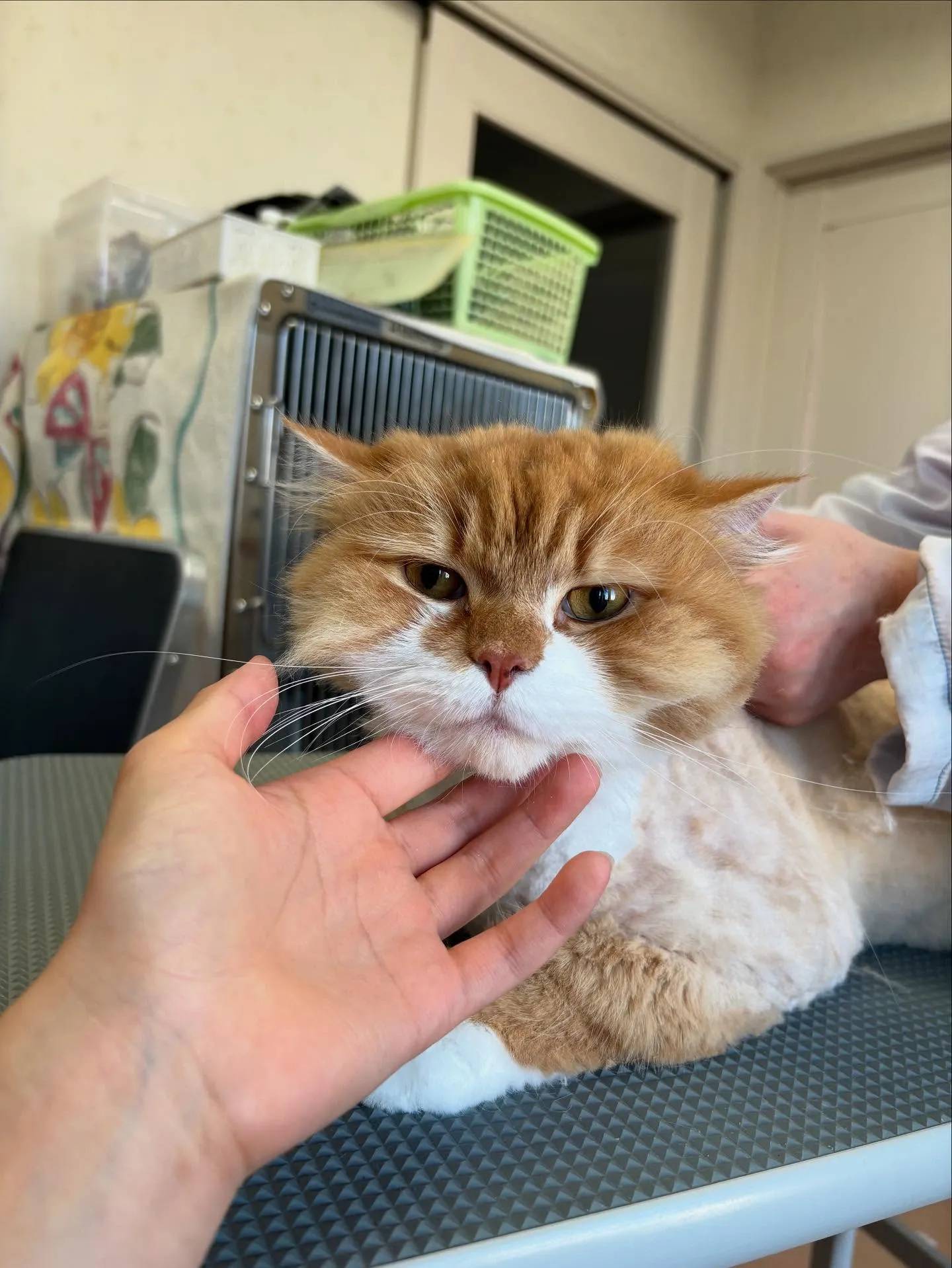猫のトリミング✂️