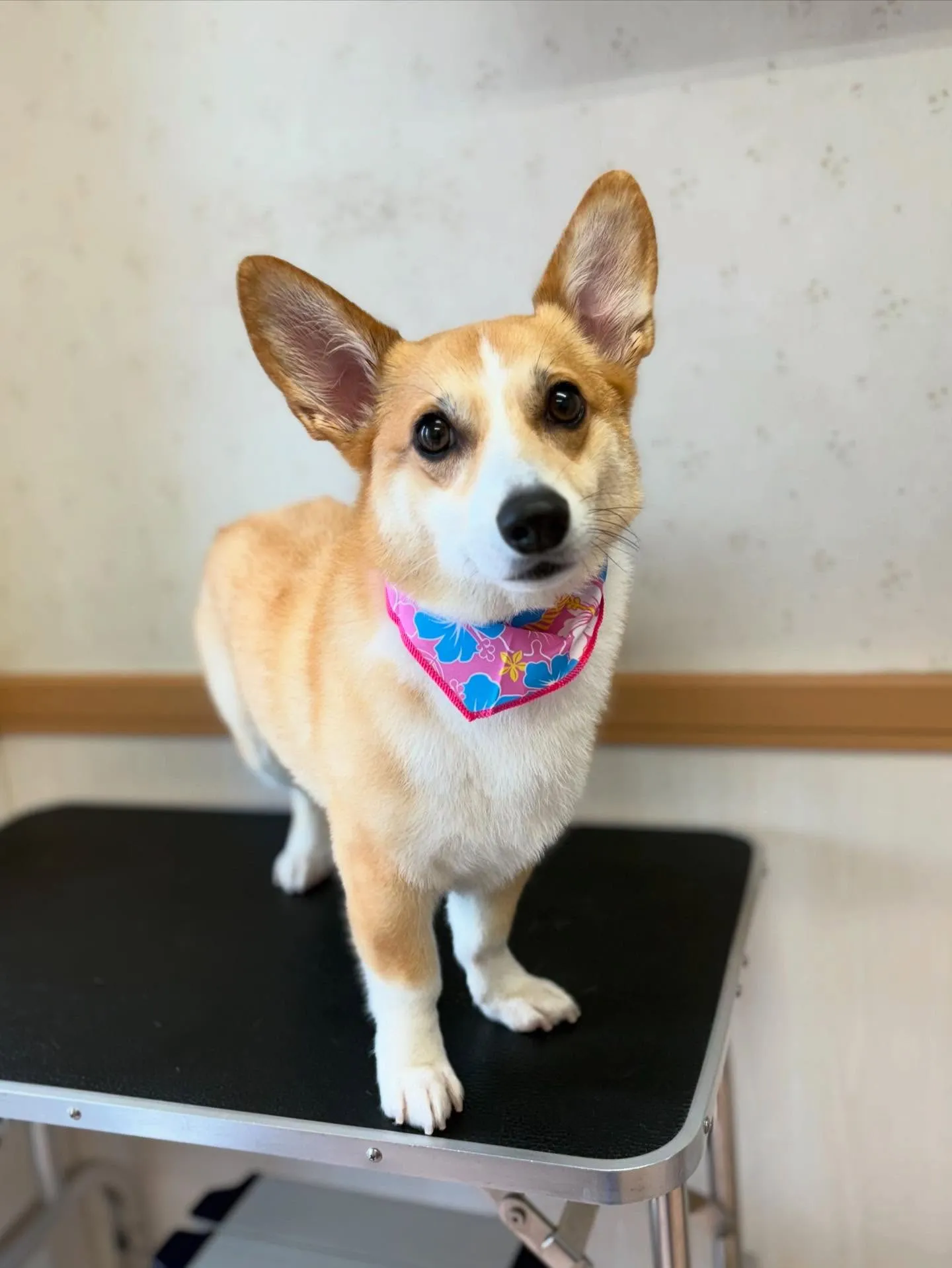 犬のシャンプー🫧