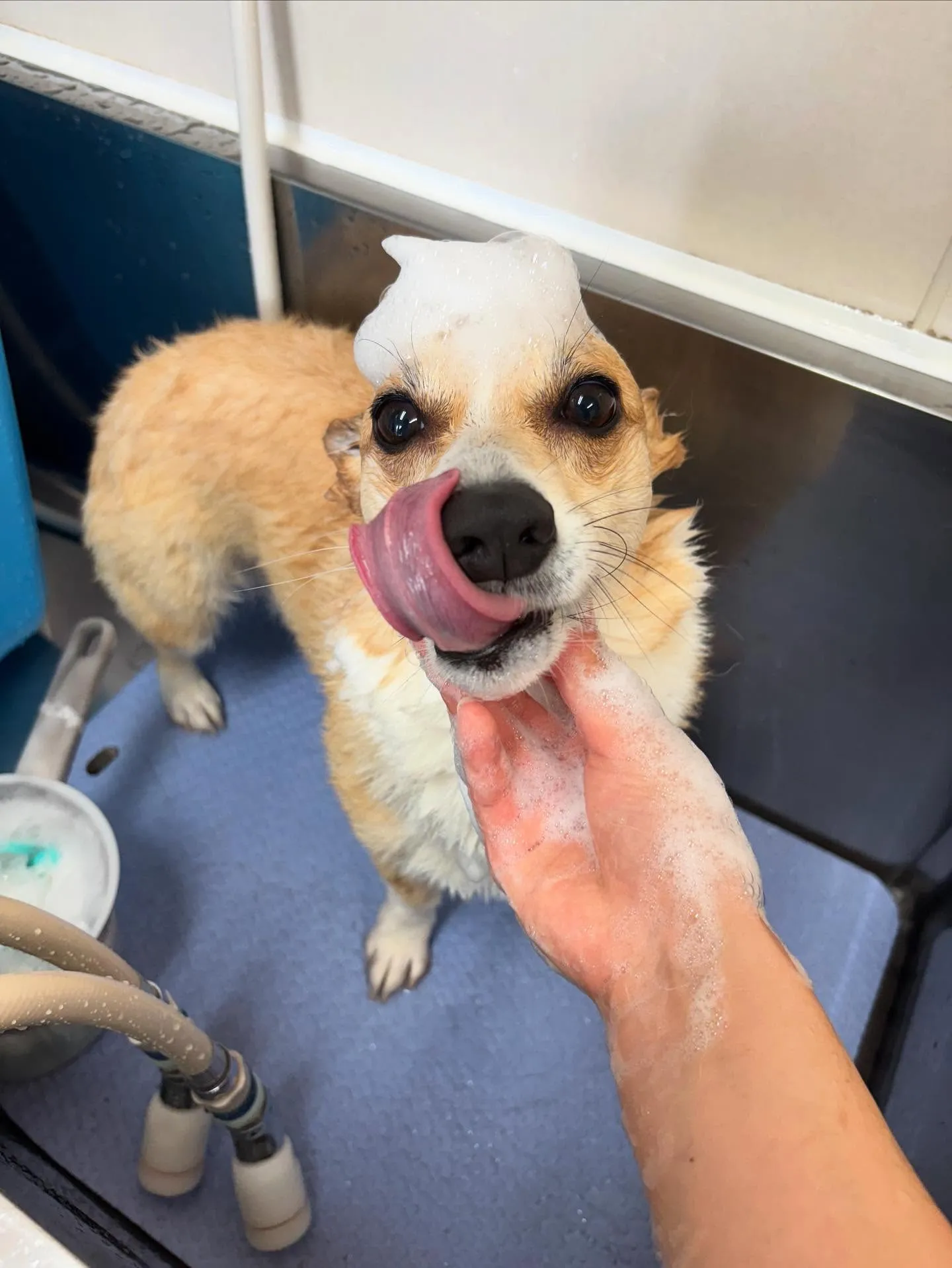 犬のシャンプー🫧
