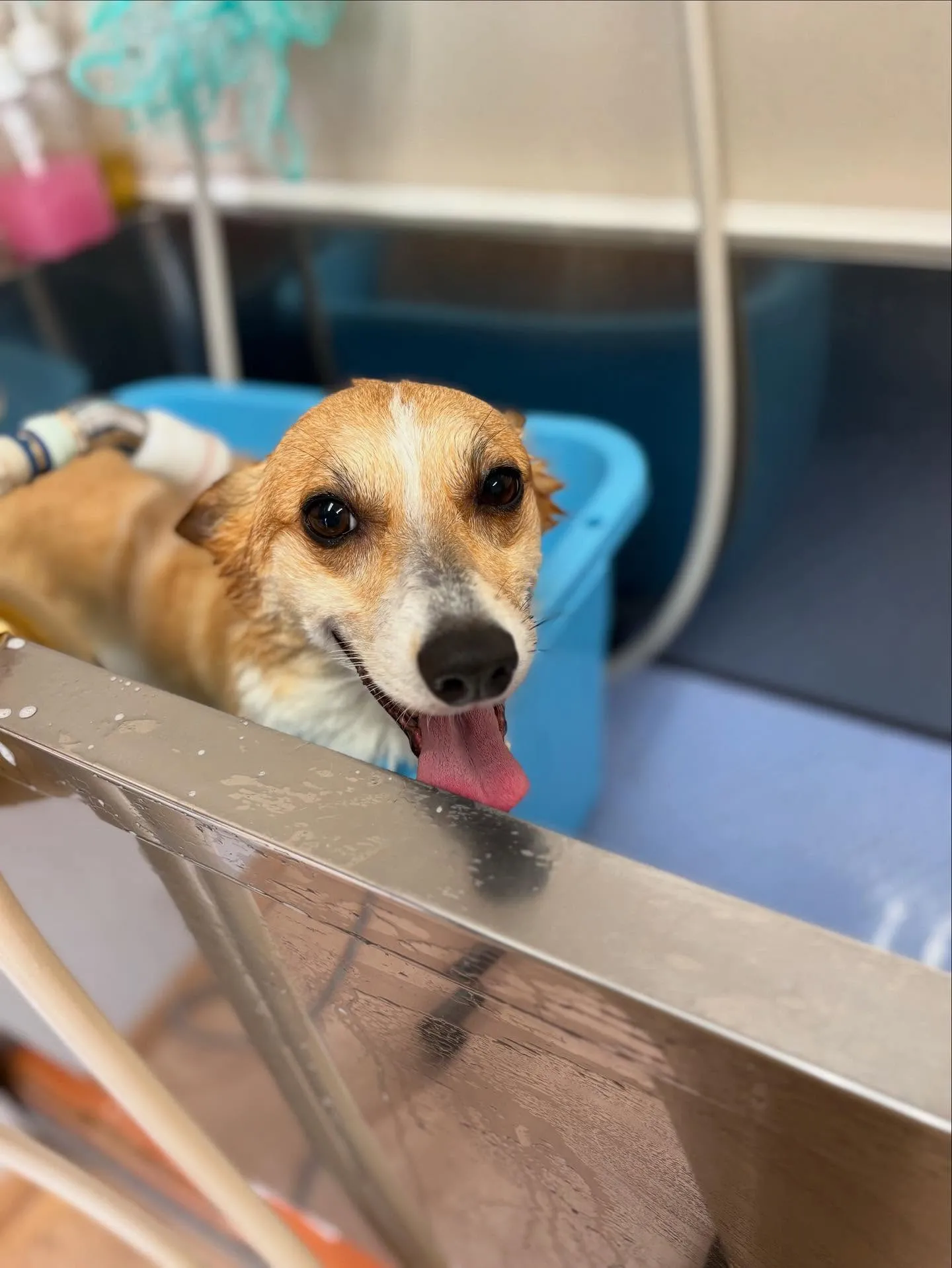 犬のシャンプー🫧