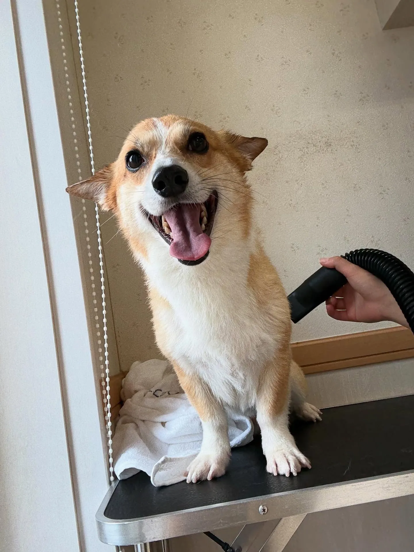 犬のシャンプー🫧