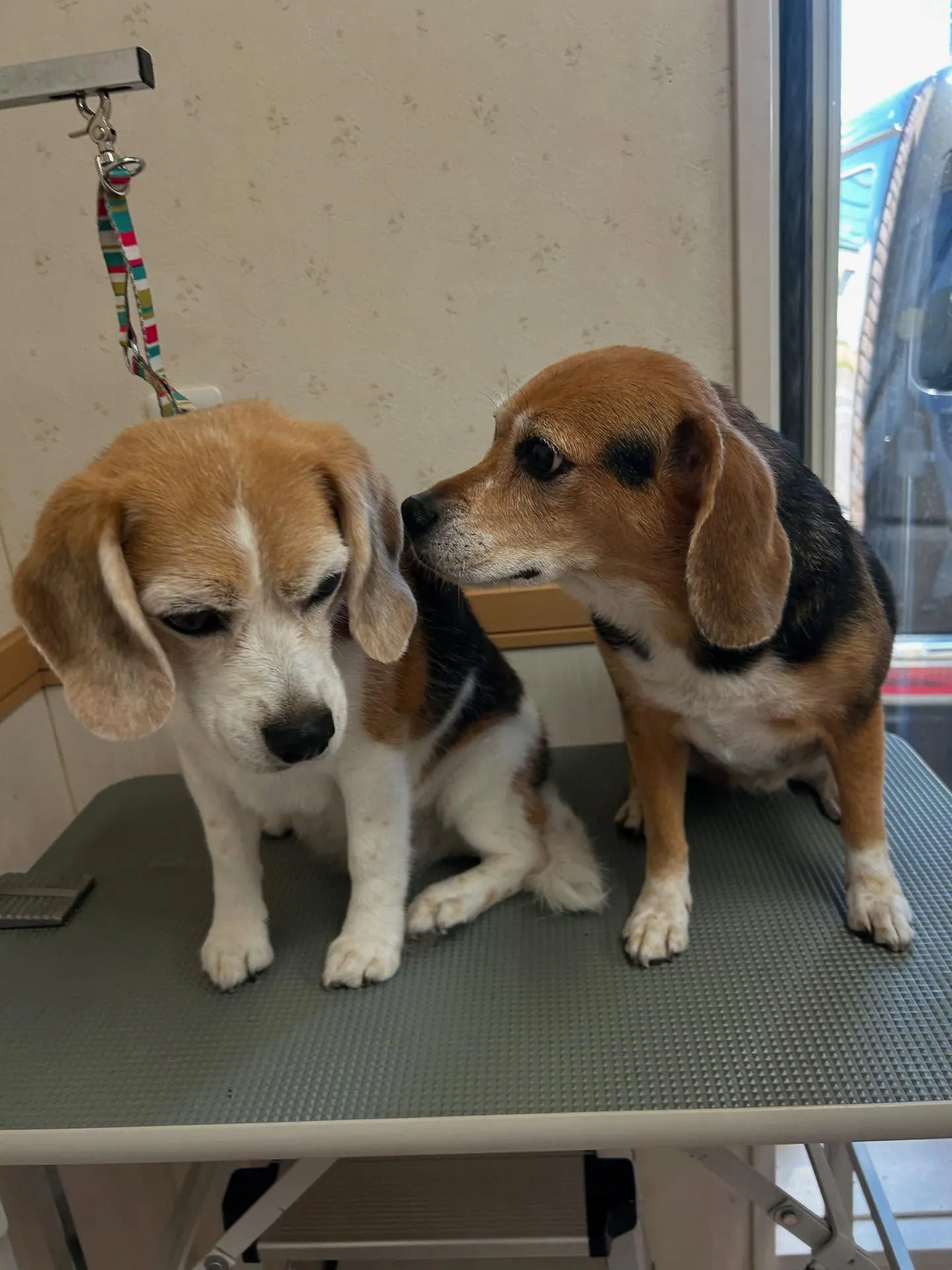 犬のシャンプー🫧