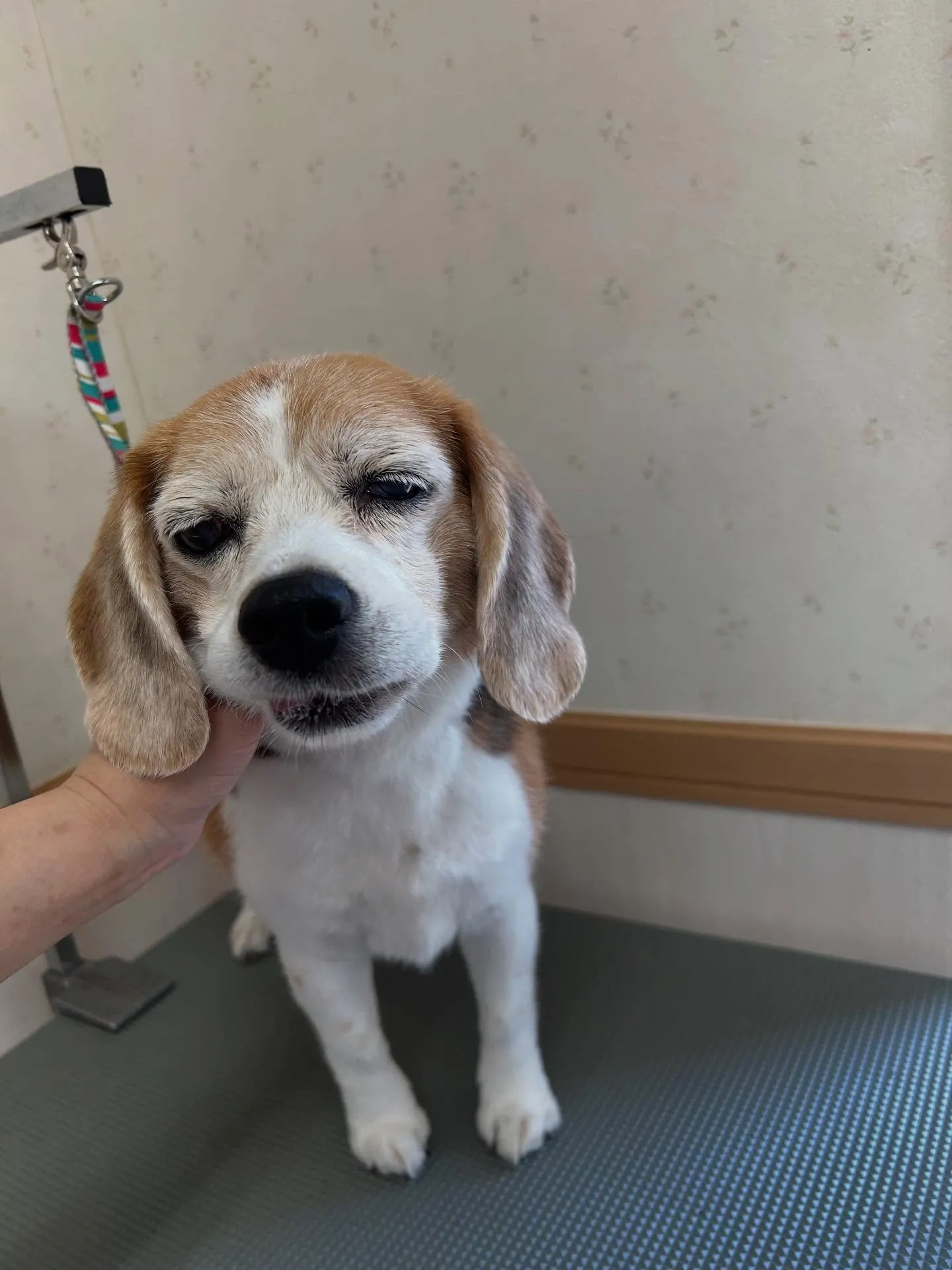 犬のシャンプー🫧
