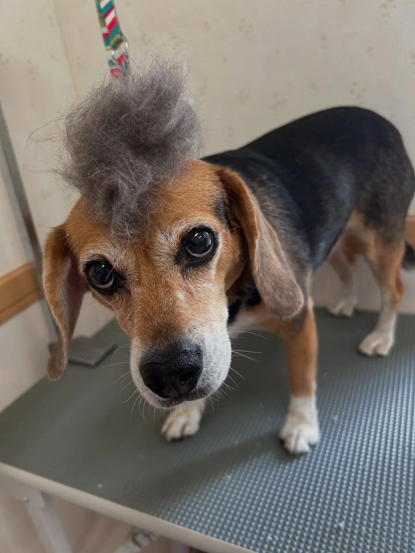 犬のシャンプー🫧