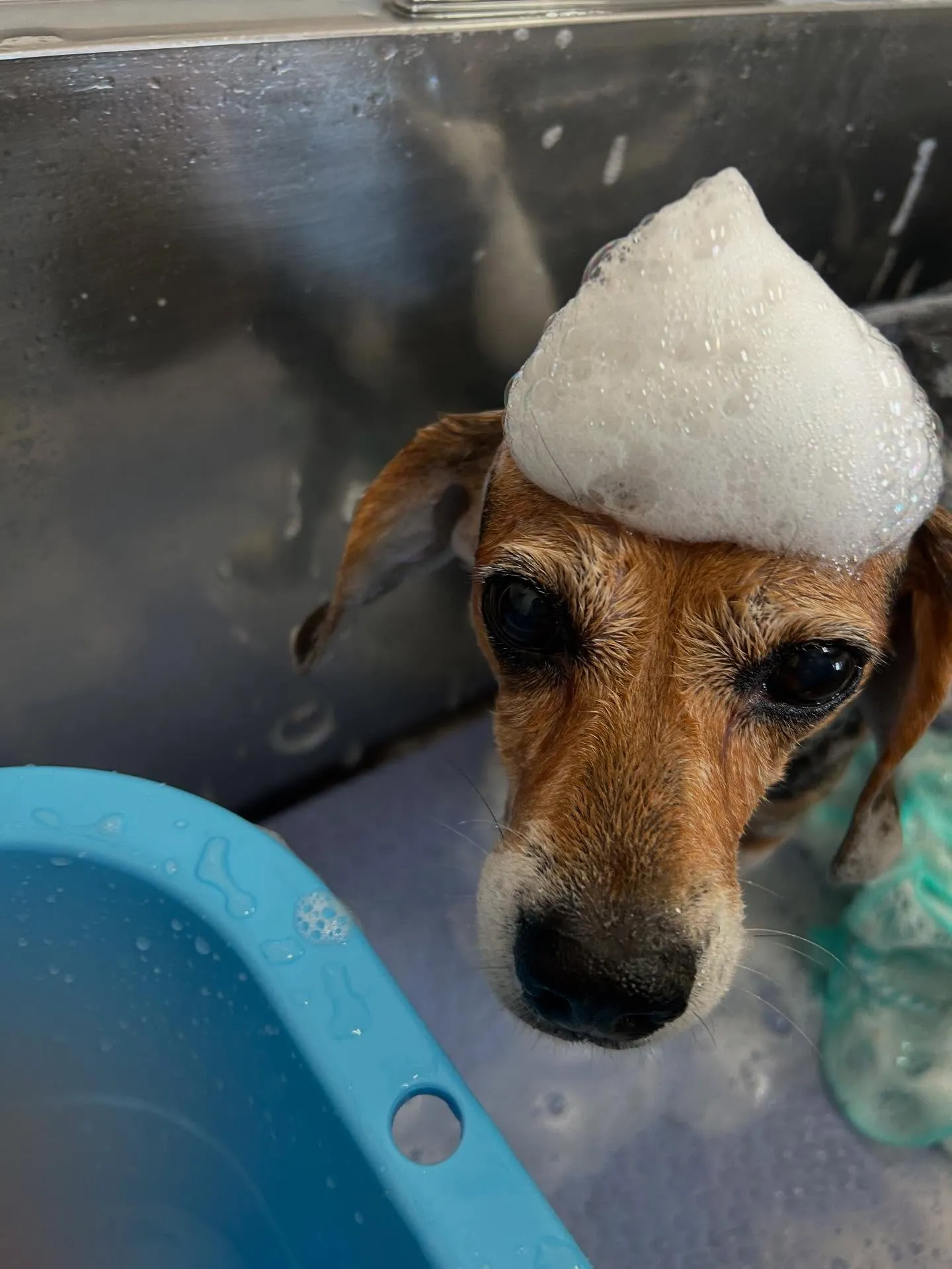 犬のシャンプー🫧