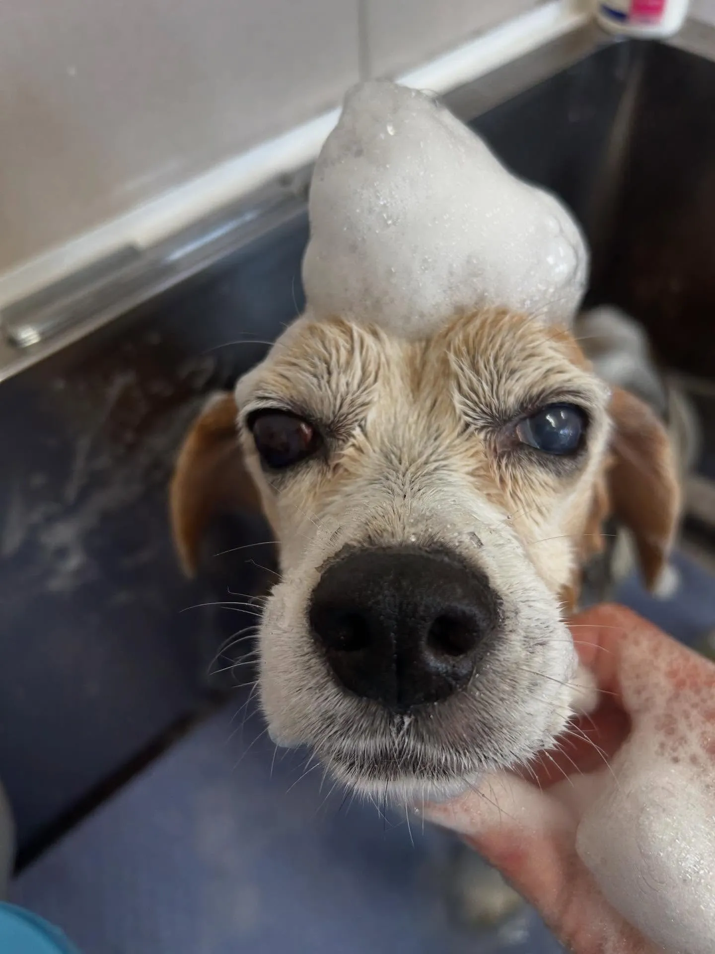 犬のシャンプー🫧