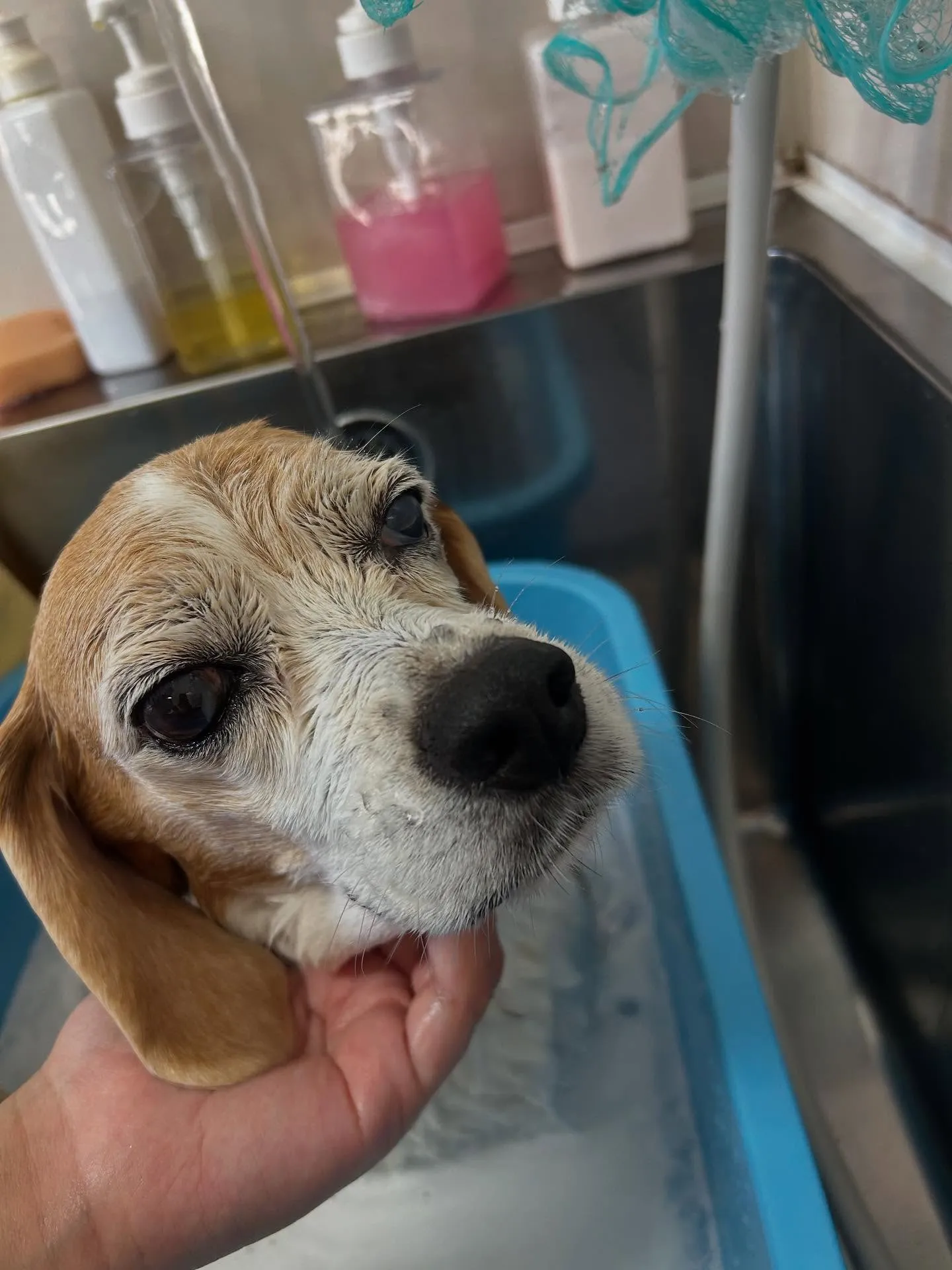犬のシャンプー🫧