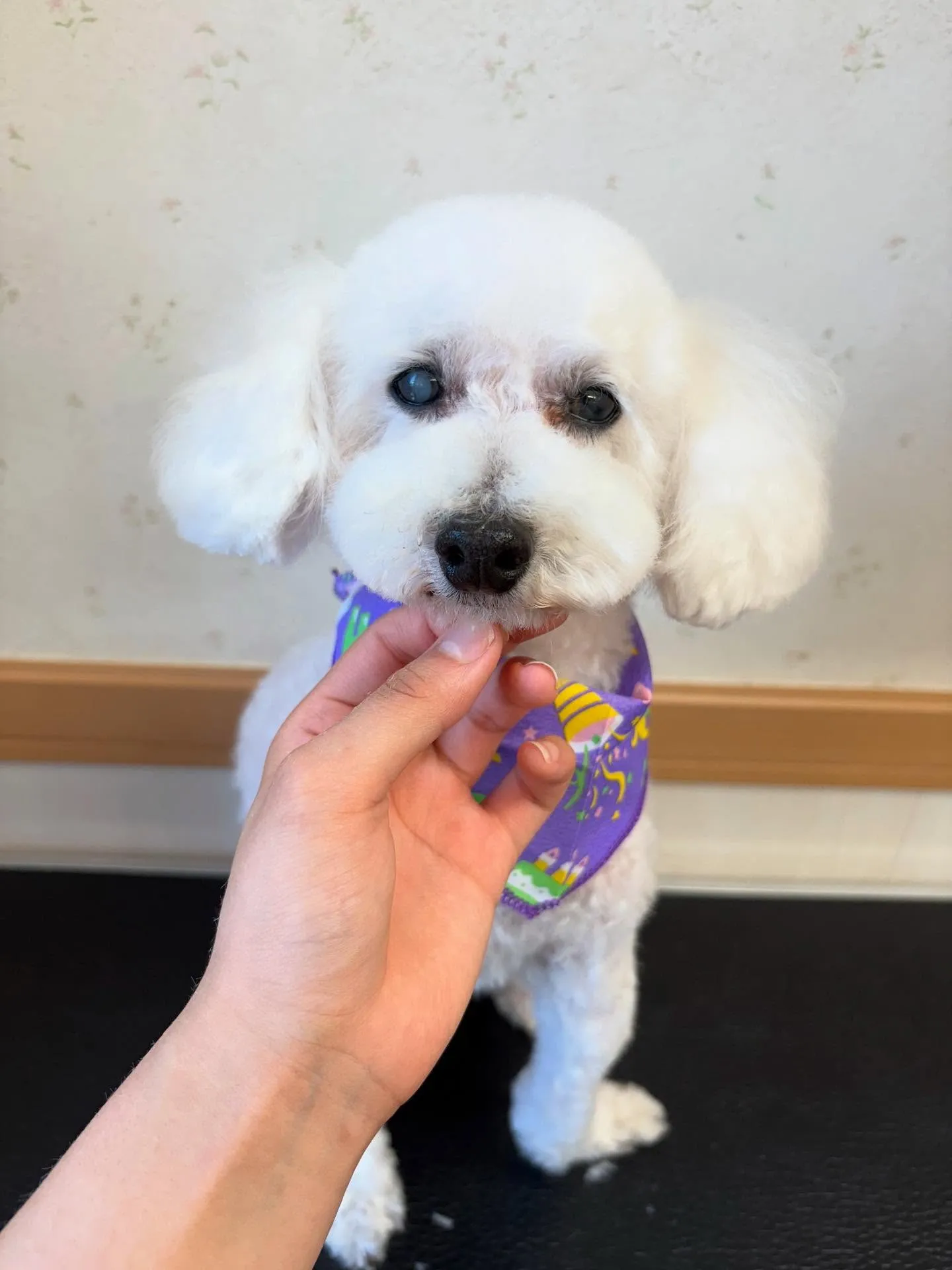 犬のトリミング✂️