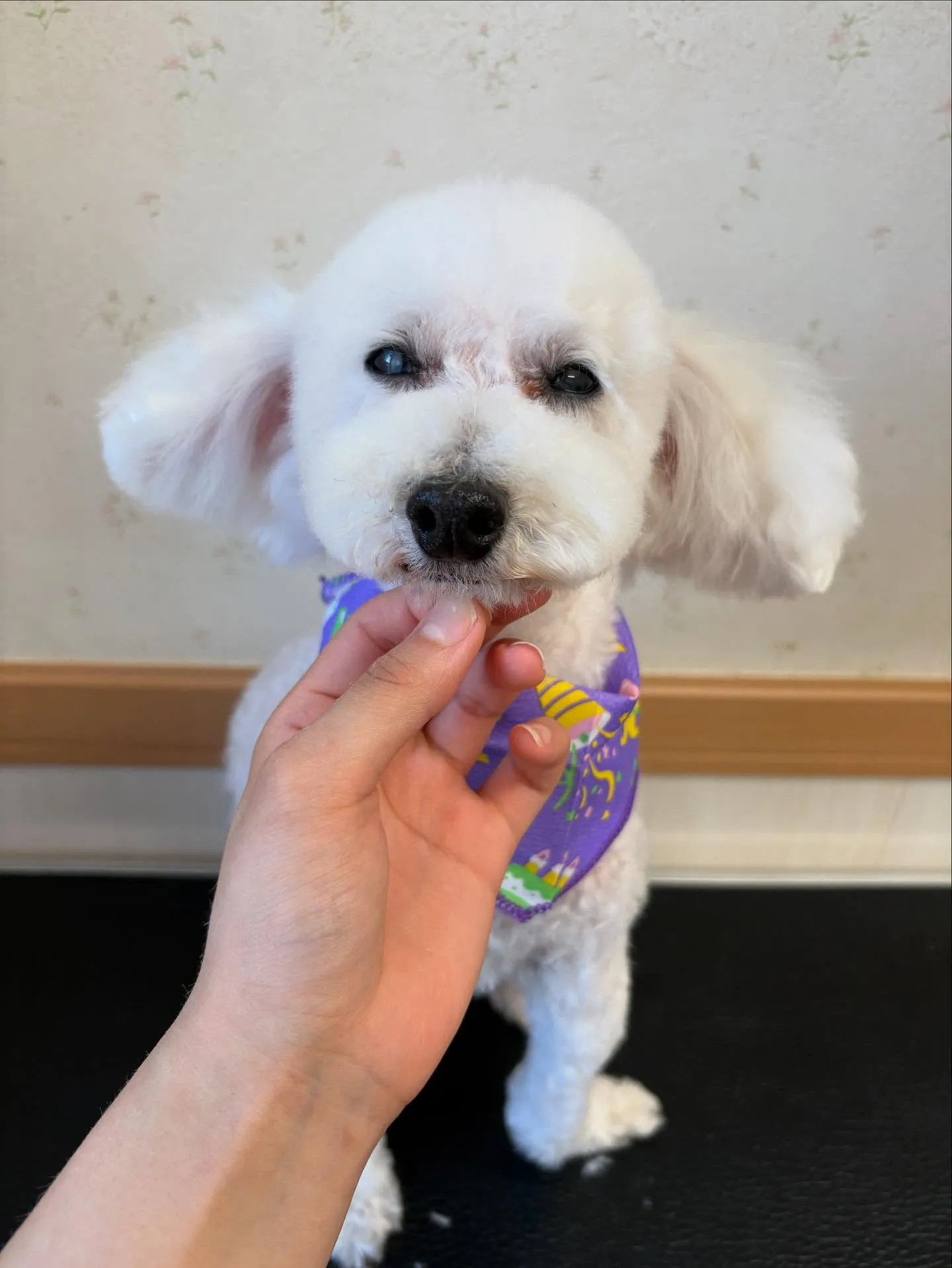 犬のトリミング✂️
