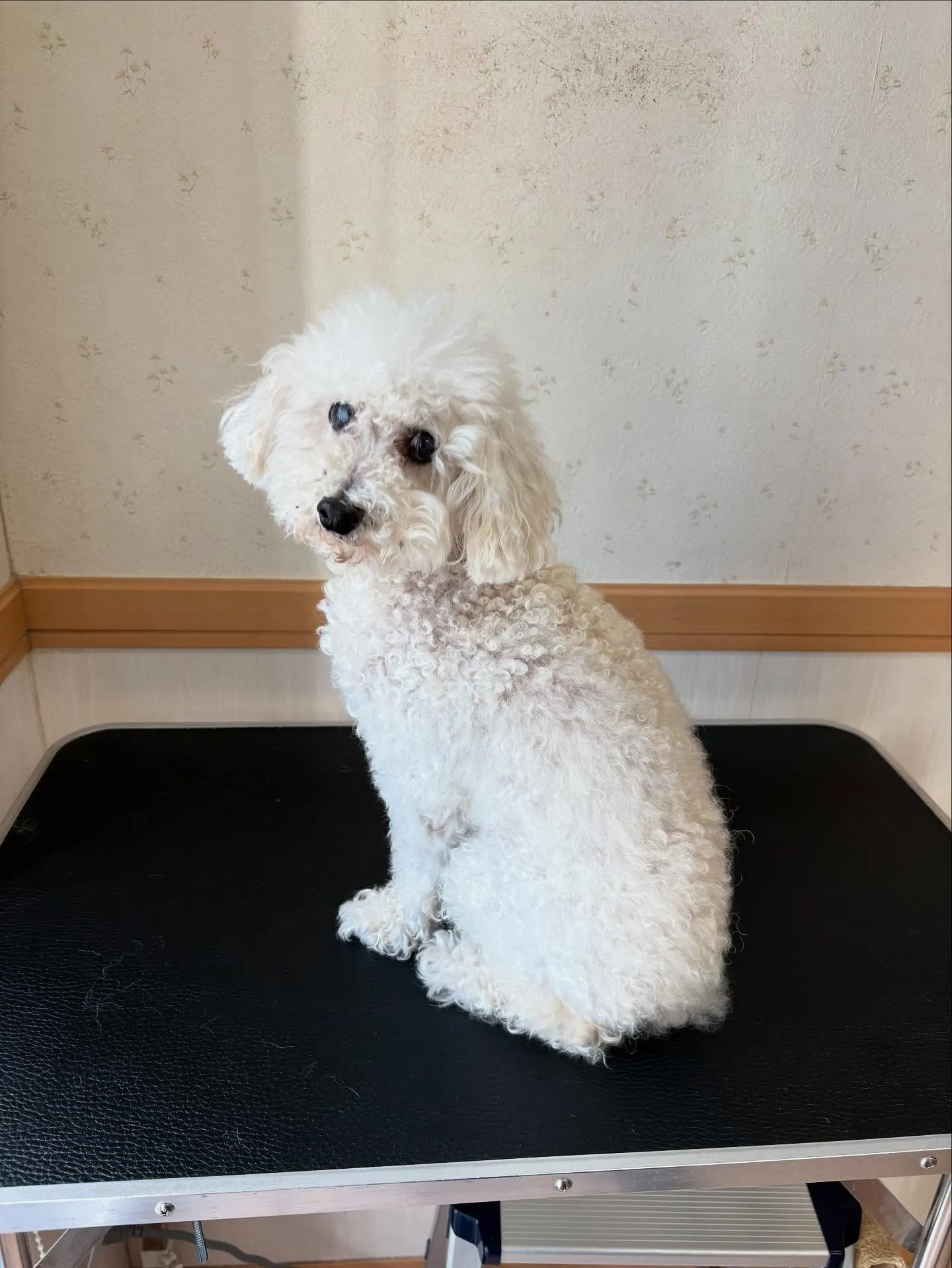 犬のトリミング✂️