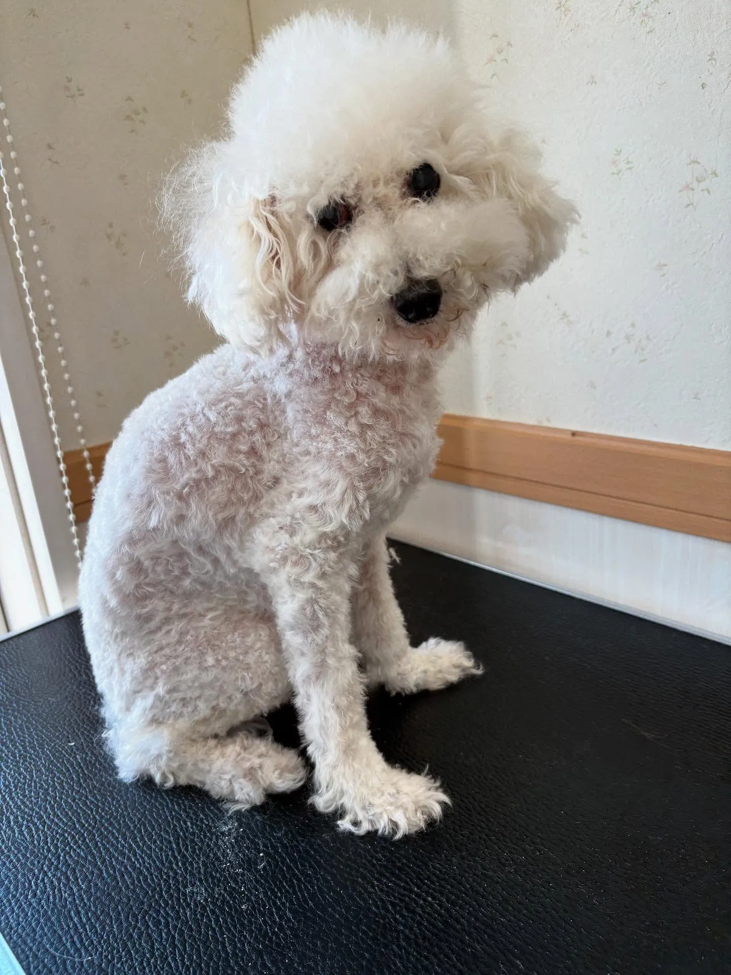 犬のトリミング✂️