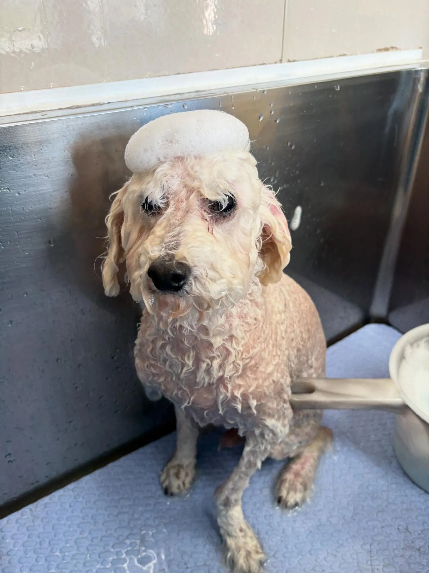 犬のトリミング✂️