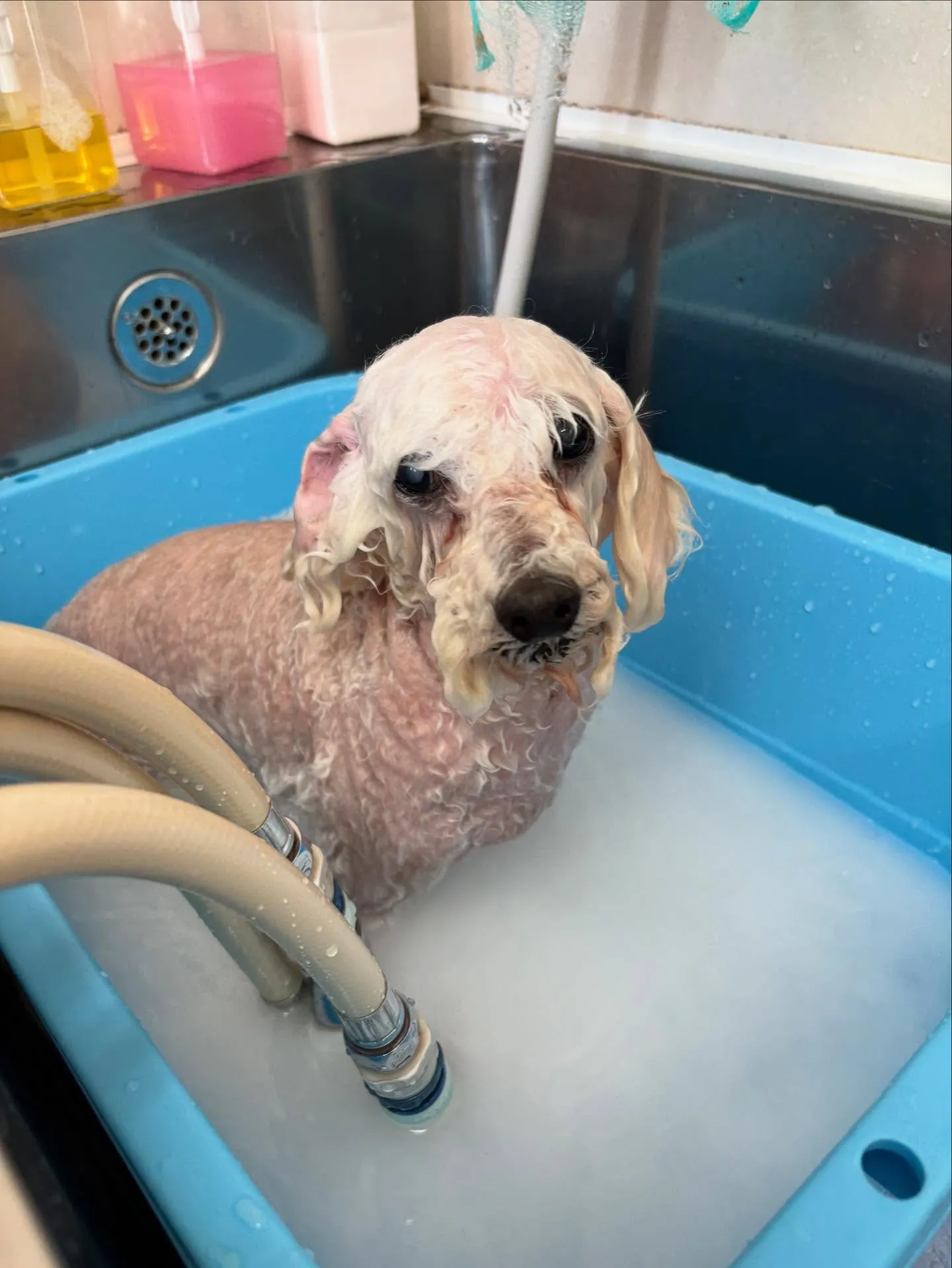 犬のトリミング✂️