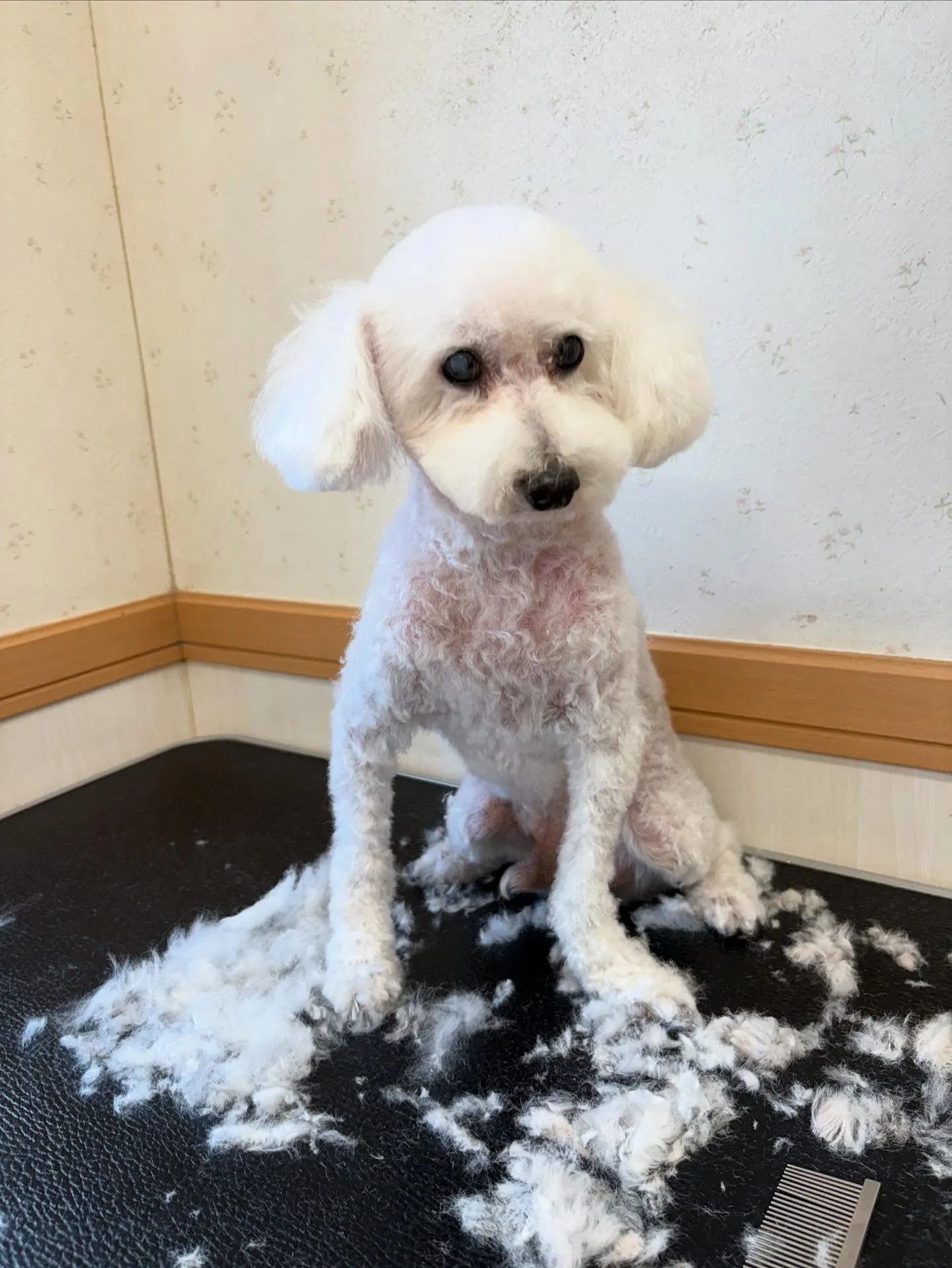 犬のトリミング✂️