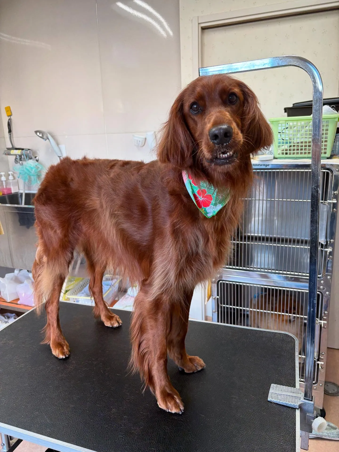 犬のトリミング✂️