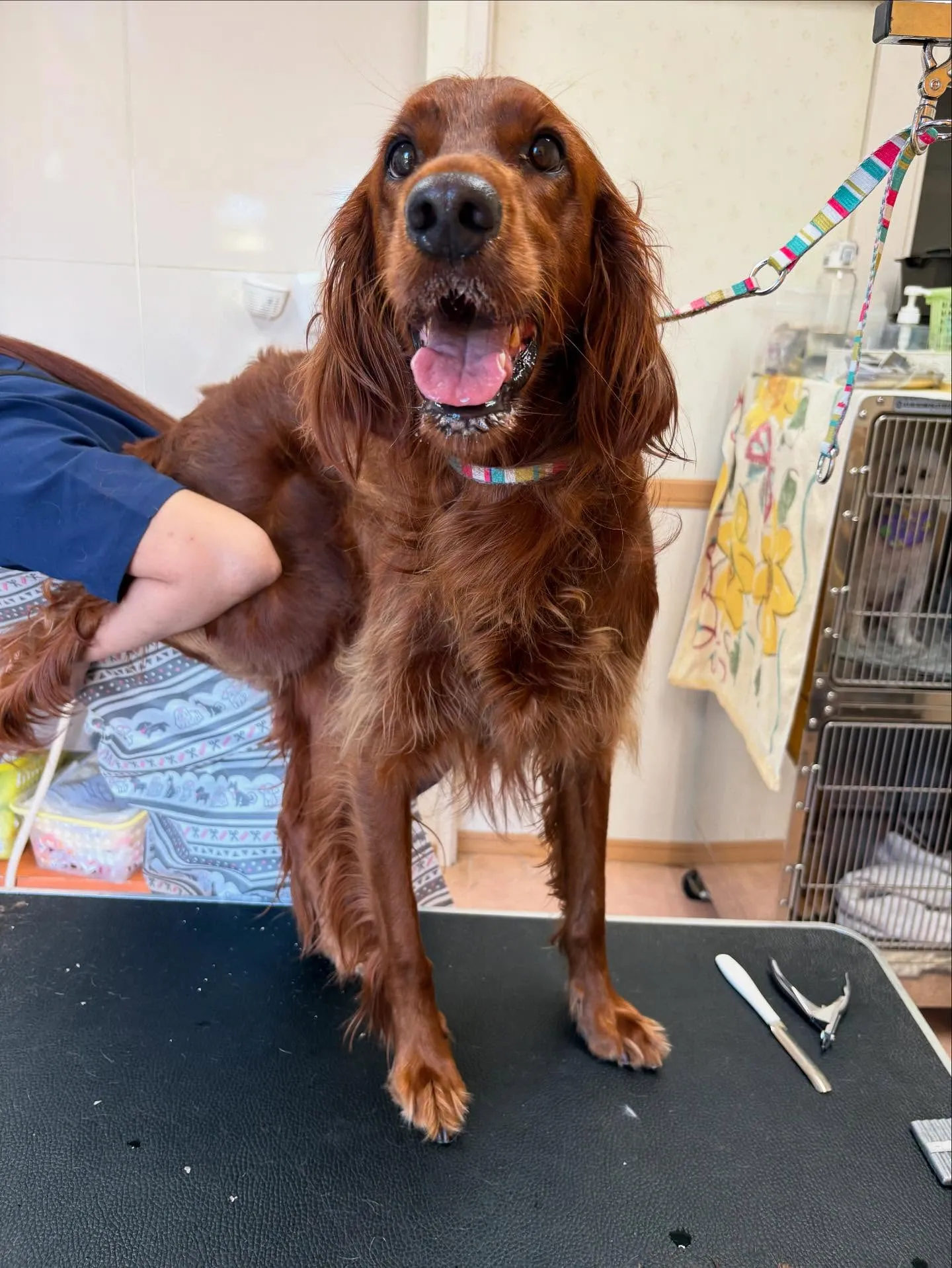 犬のトリミング✂️
