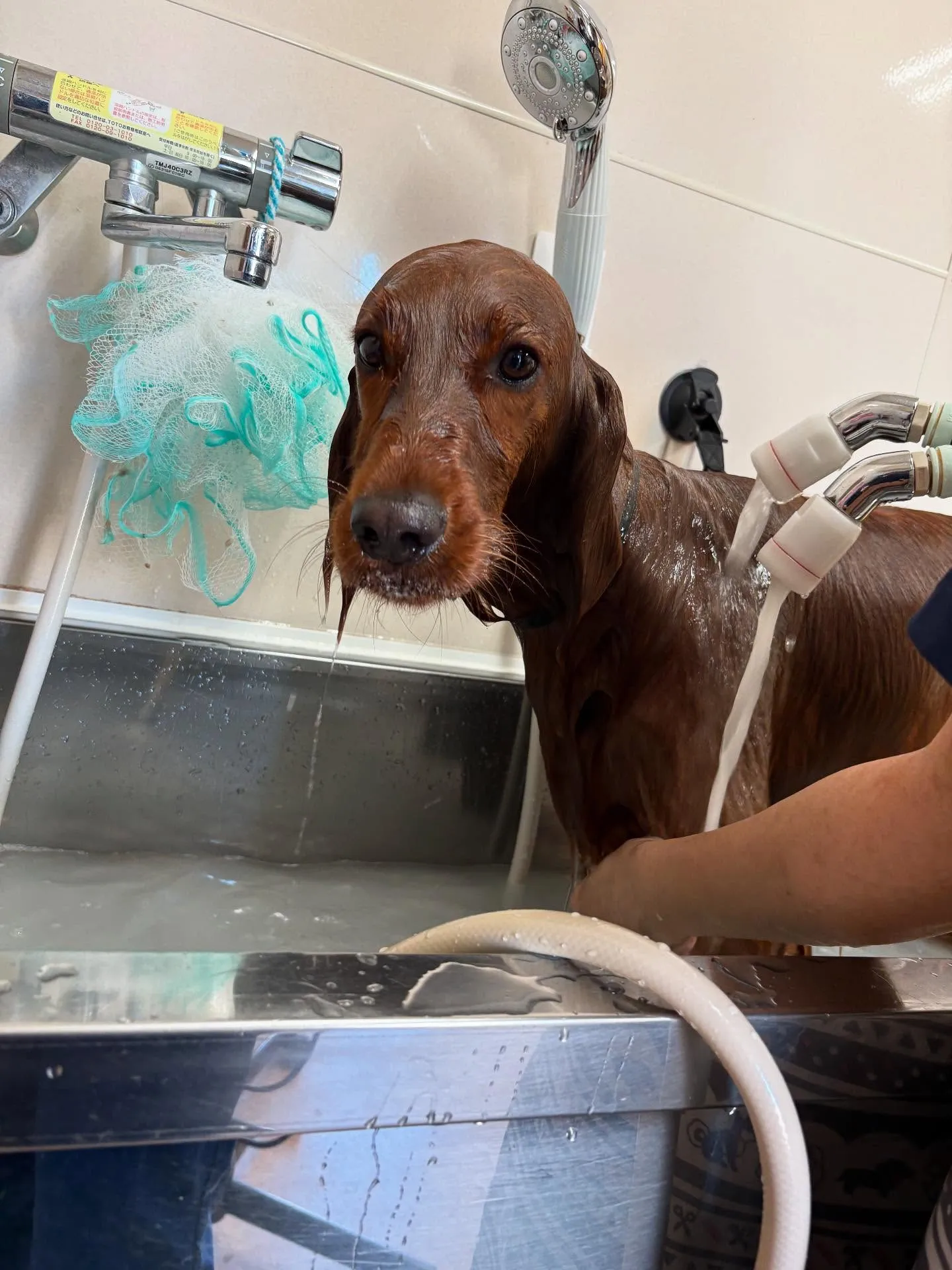 犬のトリミング✂️