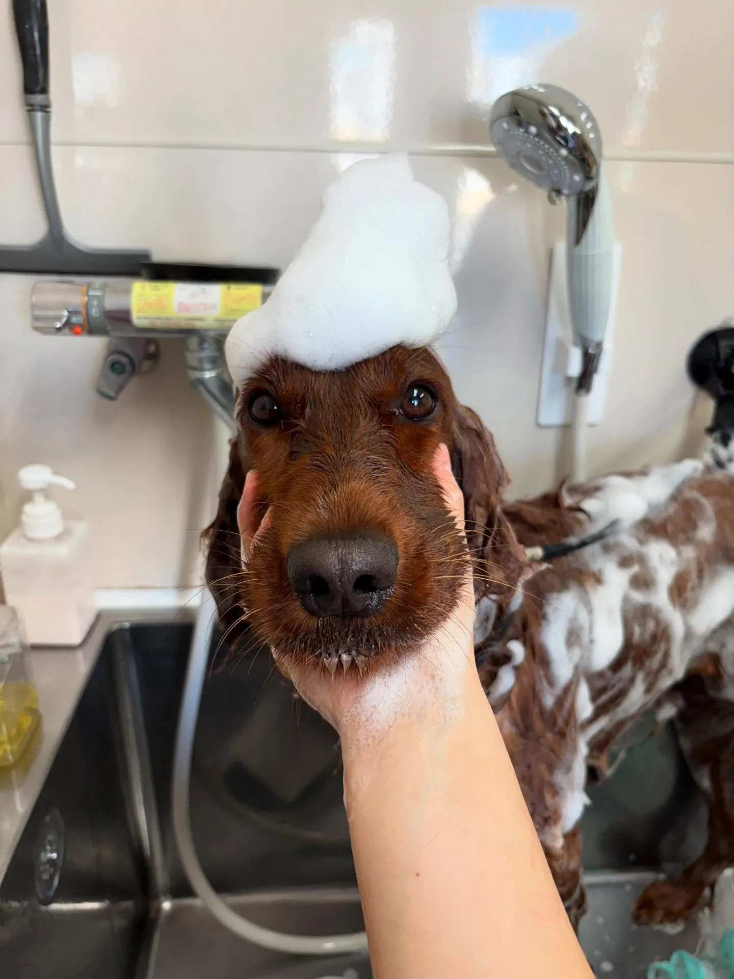 犬のトリミング✂️