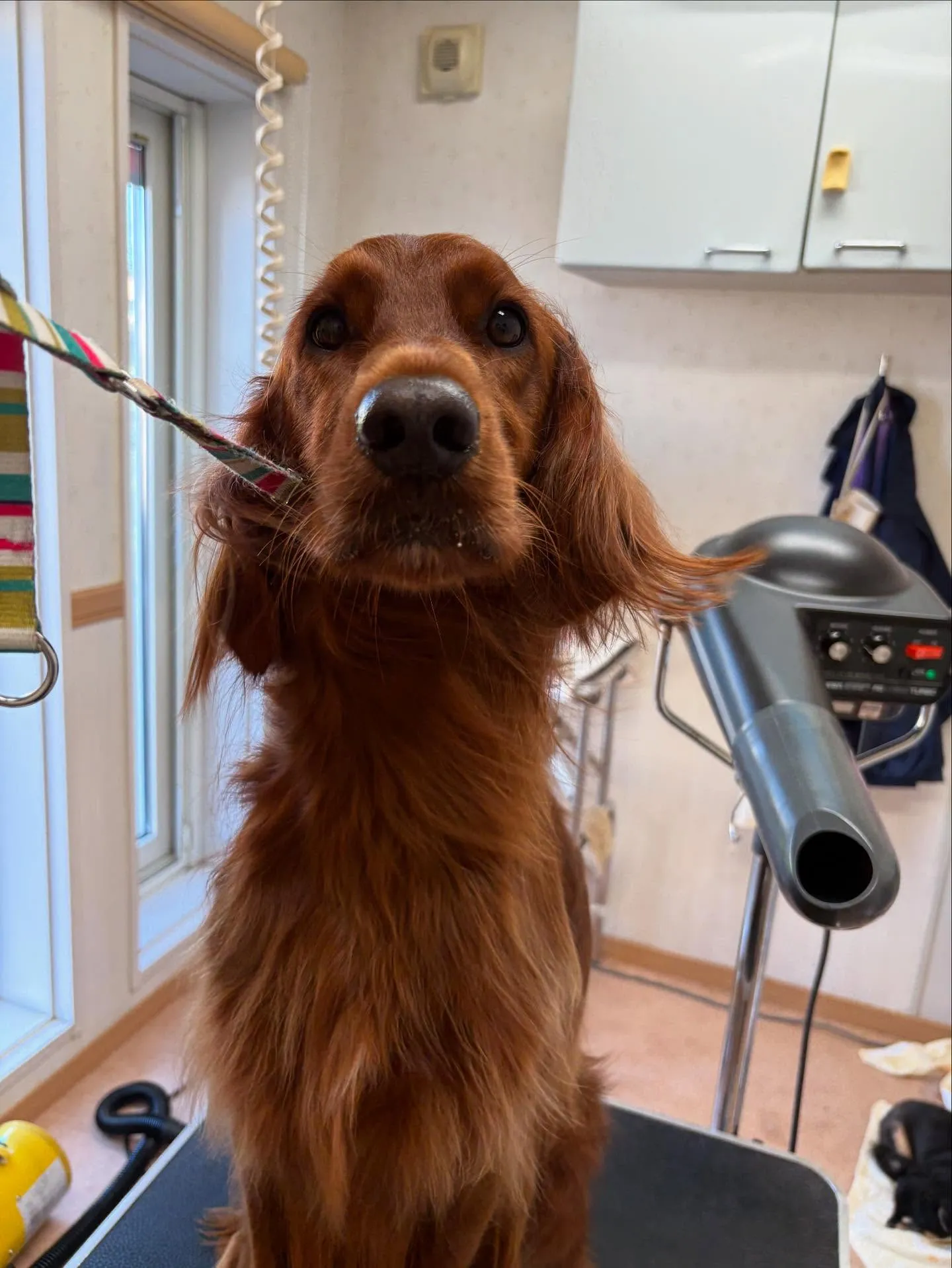 犬のトリミング✂️