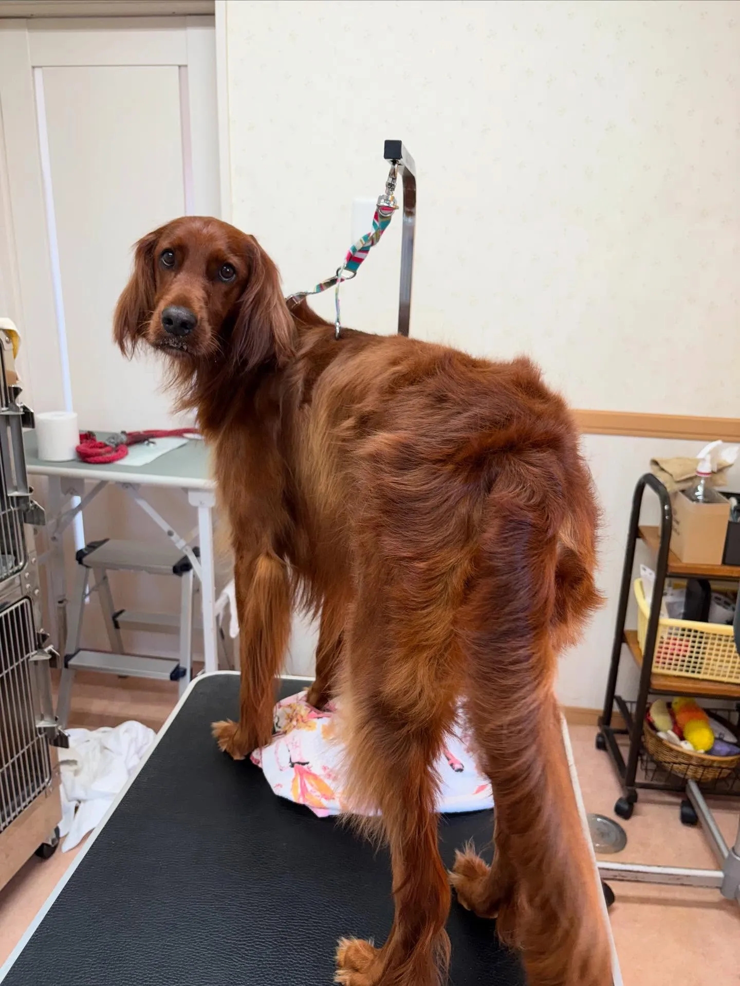 犬のトリミング✂️