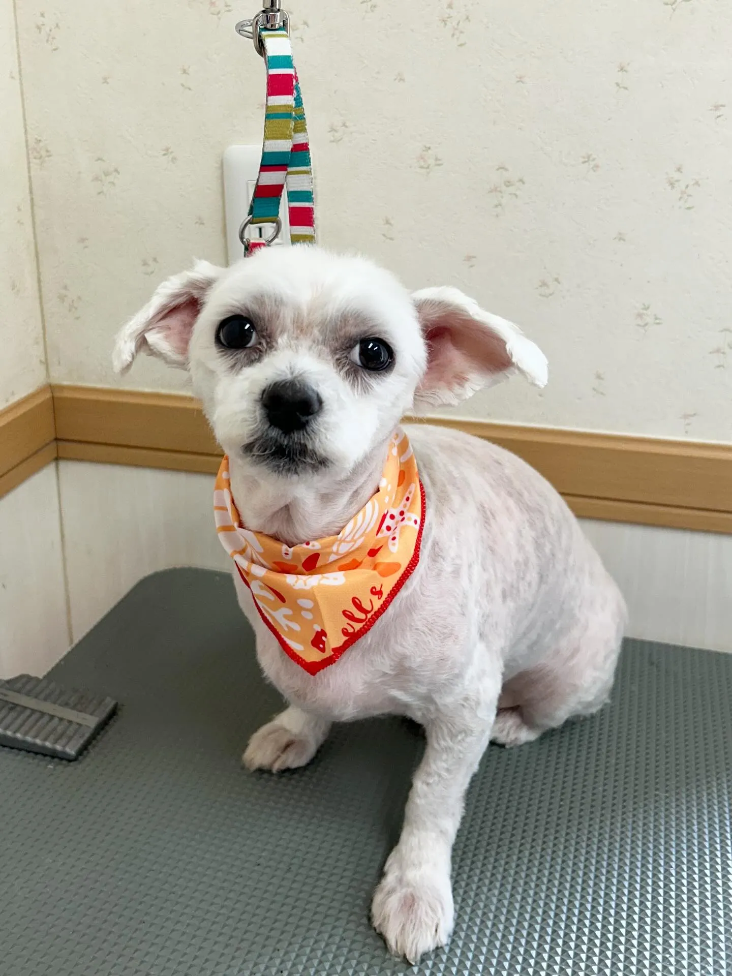 犬のトリミング✂️